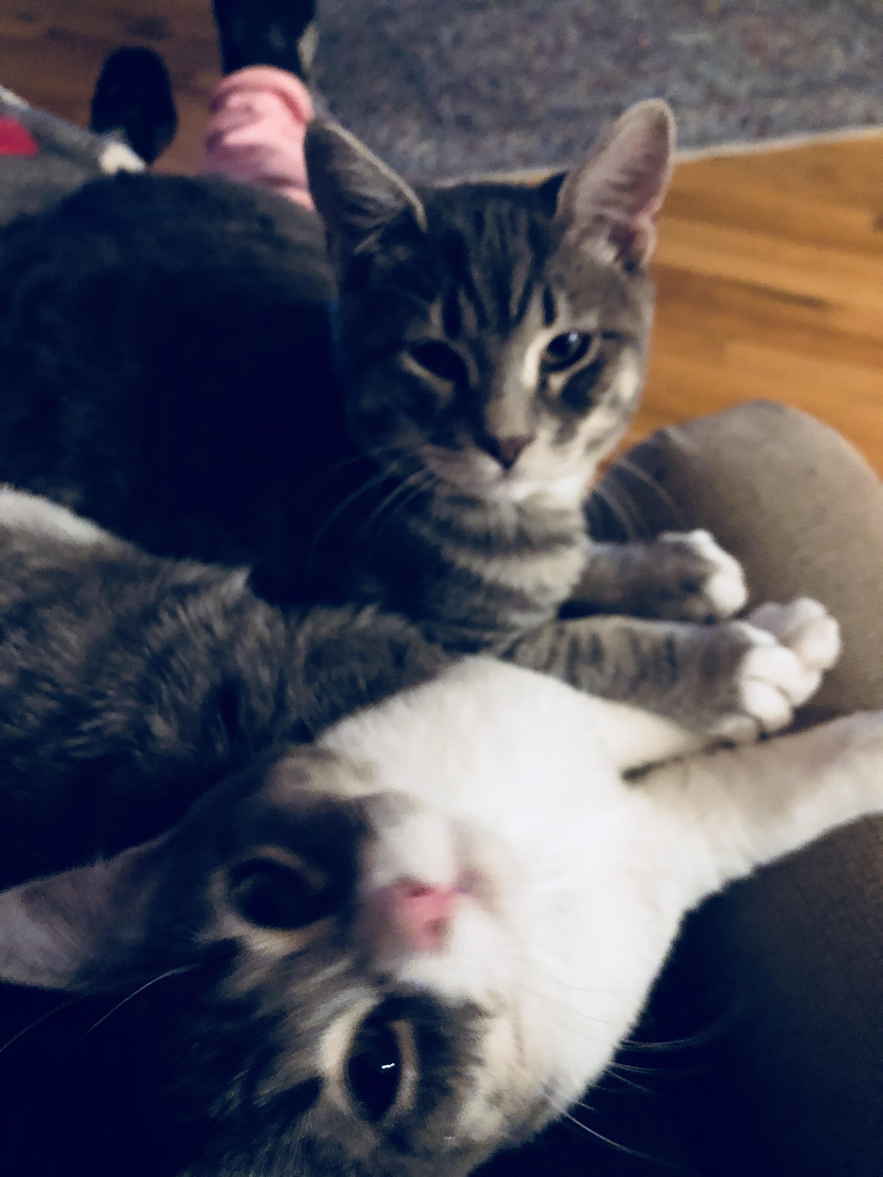 Just my cats holding hands r/catpictures