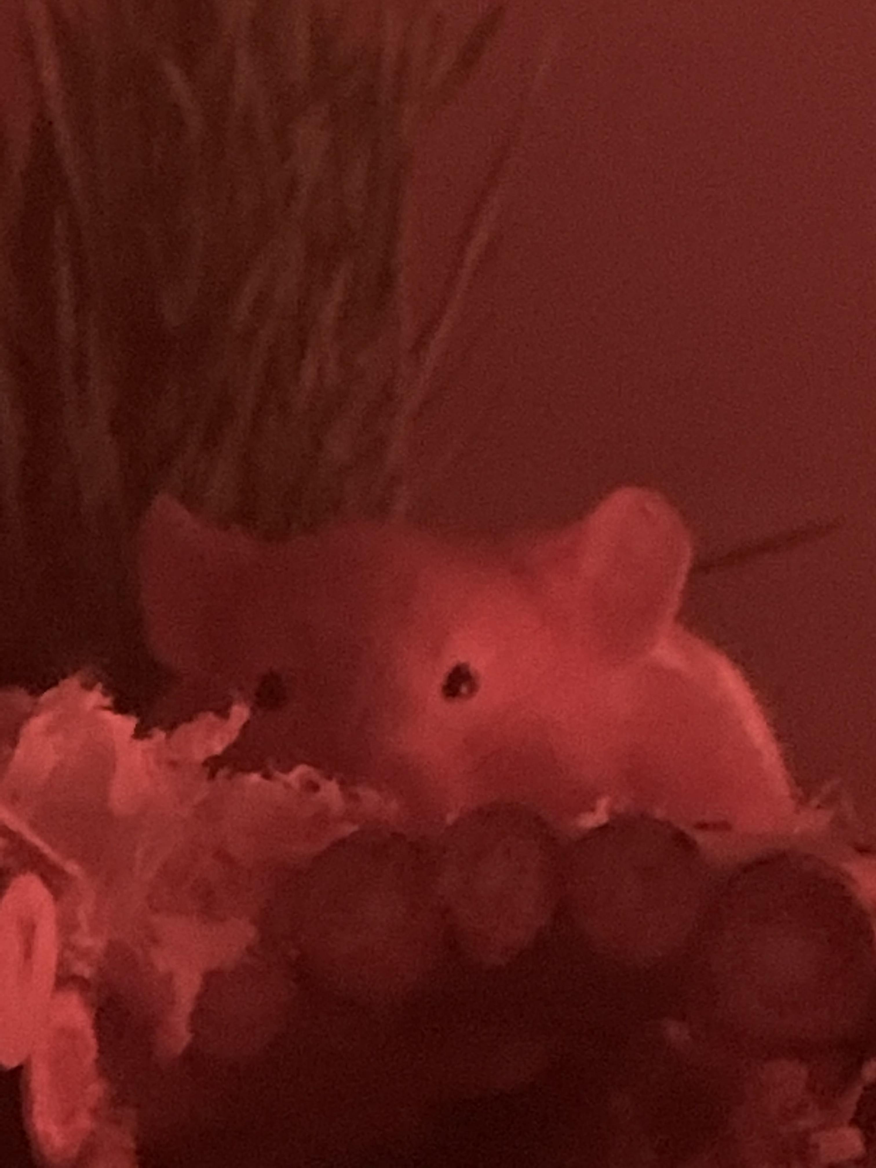 lily scheming r/hamsters