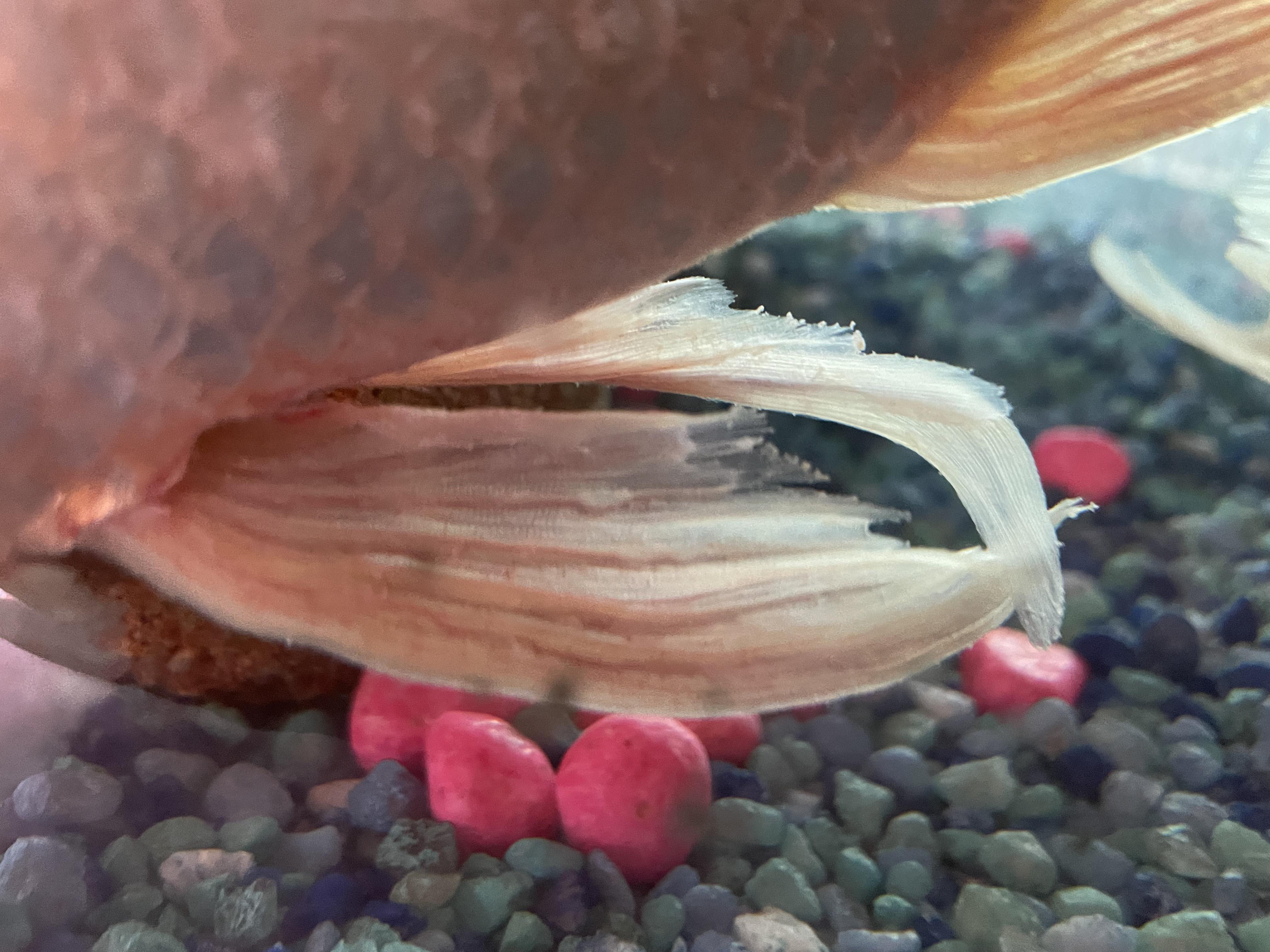 Fin rot? This morning i noticed red streaks and fraying on fins and