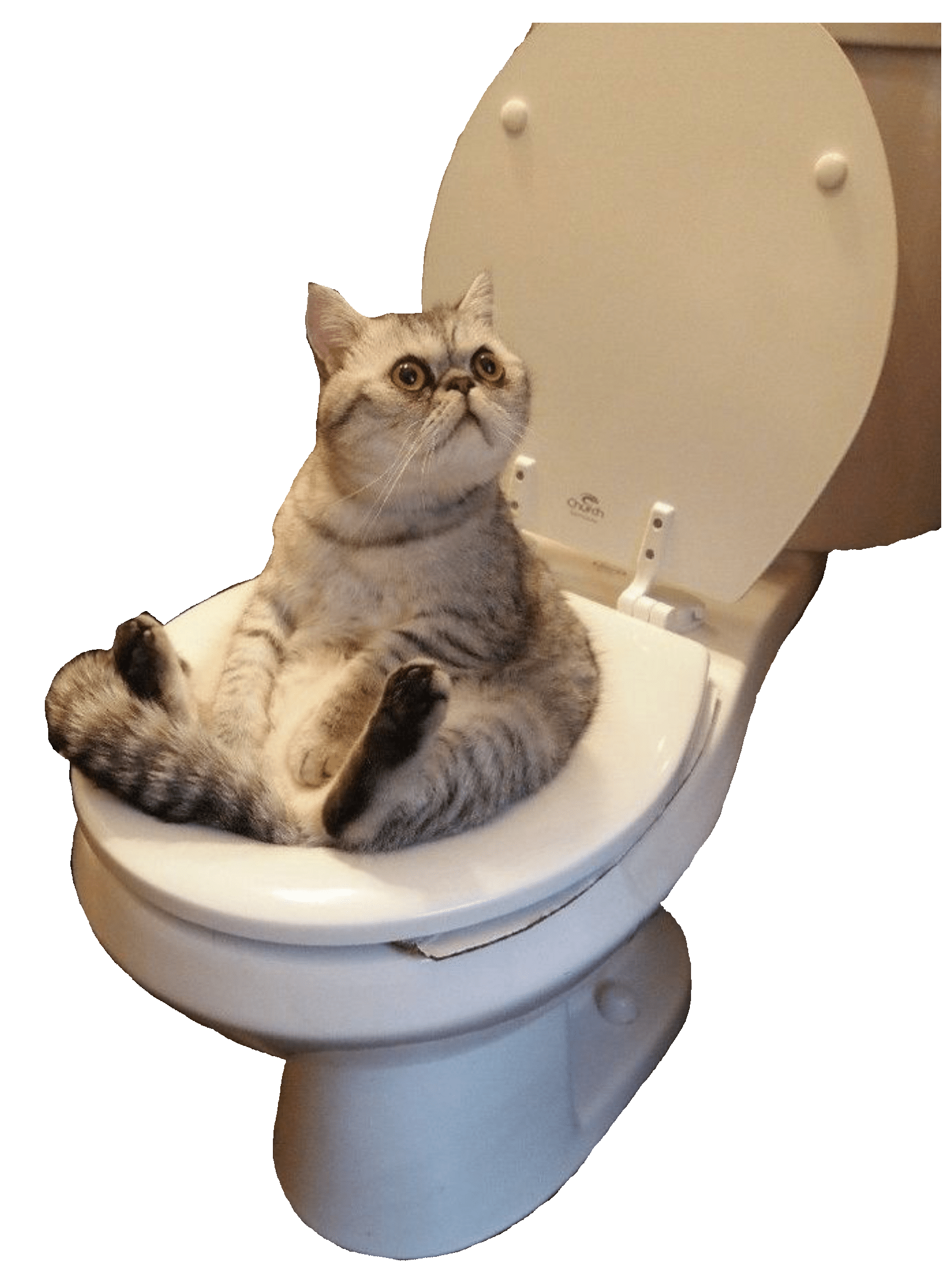 Cat sitting in toilet bowl r/cutouts
