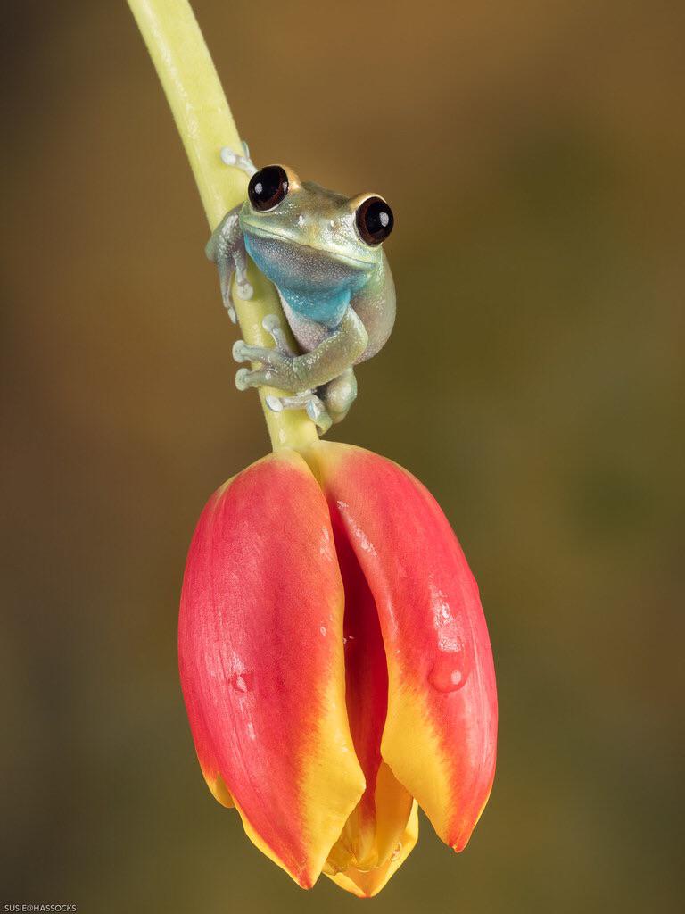 This Blackeyed Tree Frog (Agalychnis moreletii) r/Eyebleach