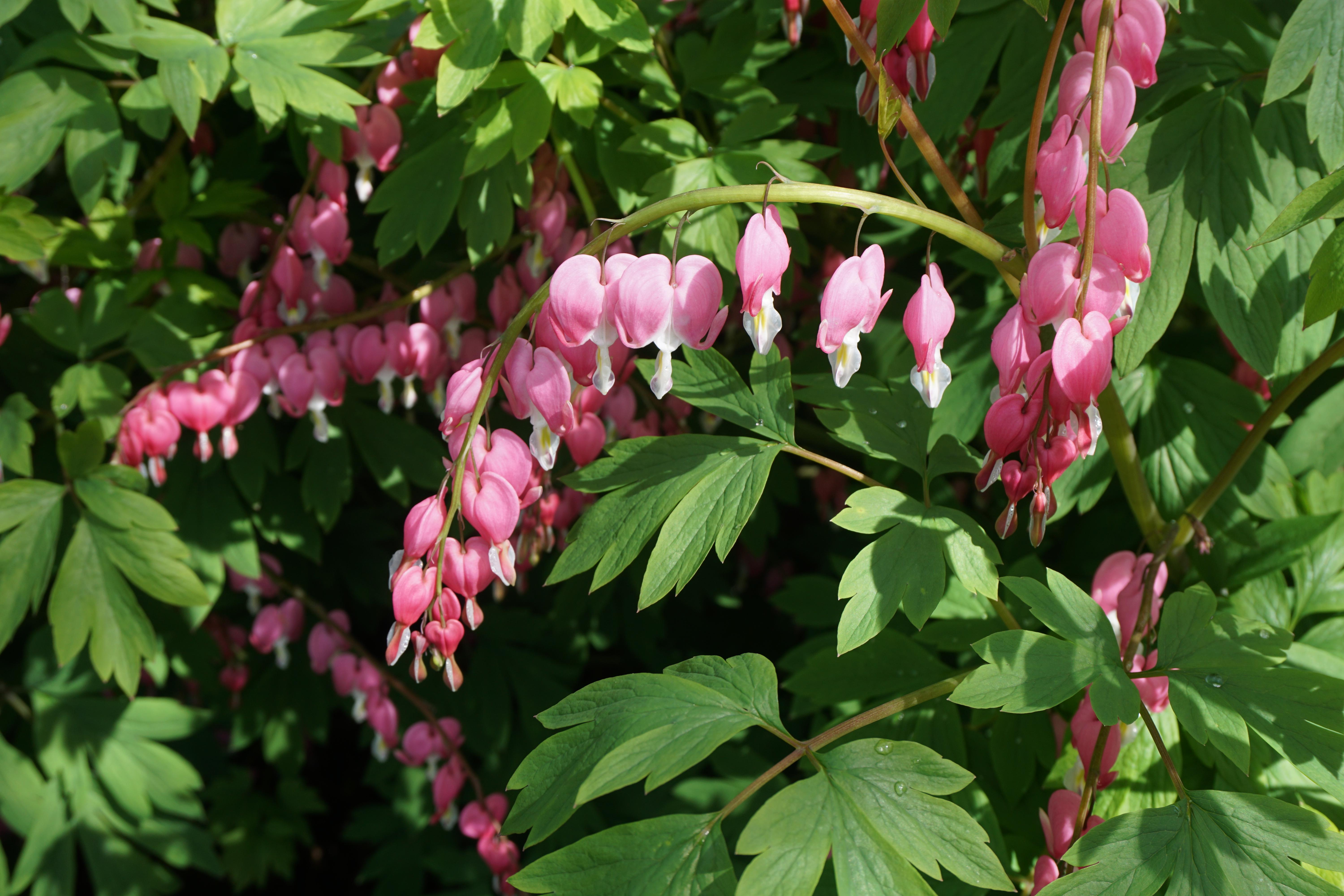 What is this flower, blooming in Northern Michigan, Zone 4, during May