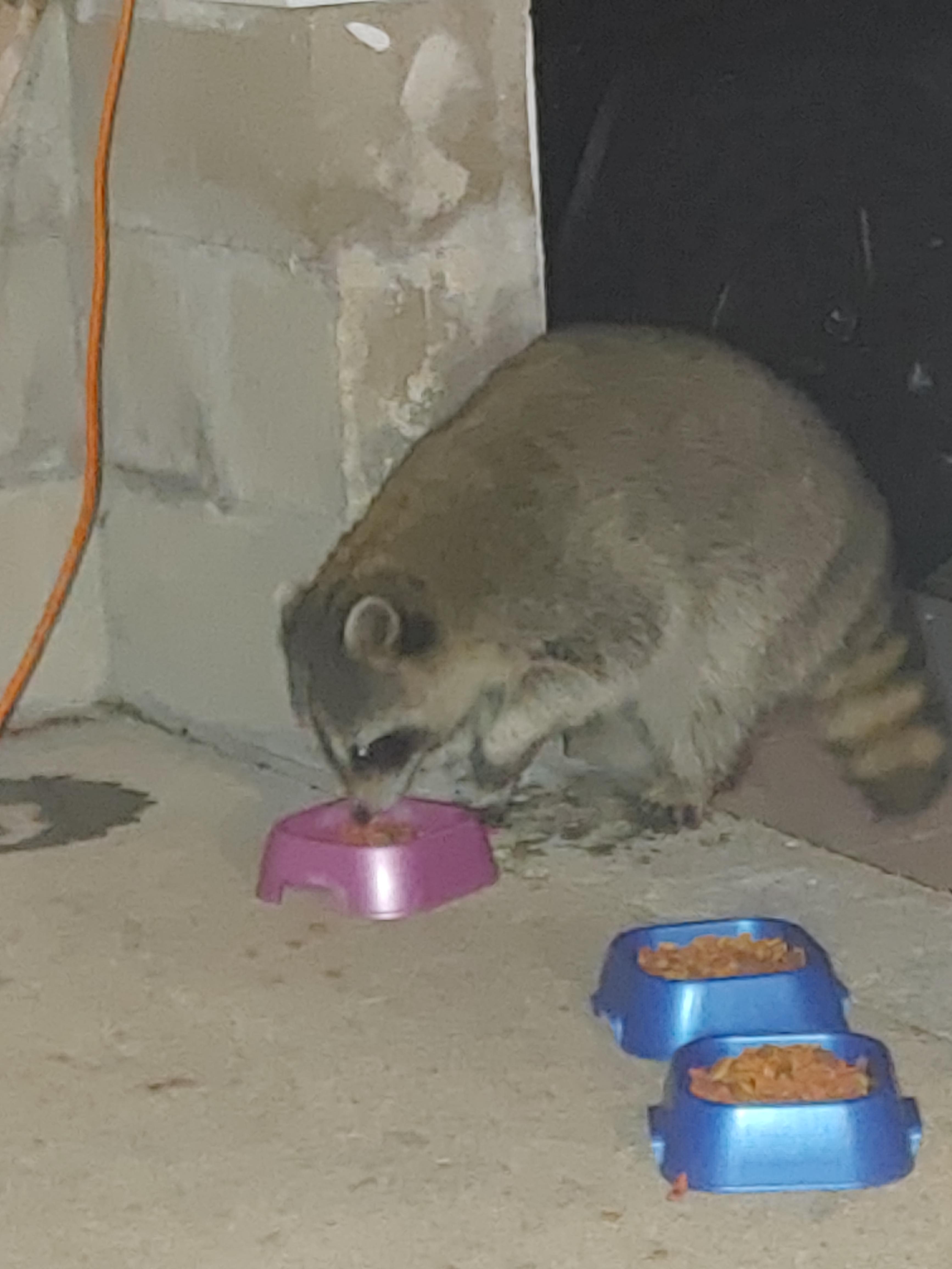 Found out who's been tipping over the cat food container. r/Raccoons