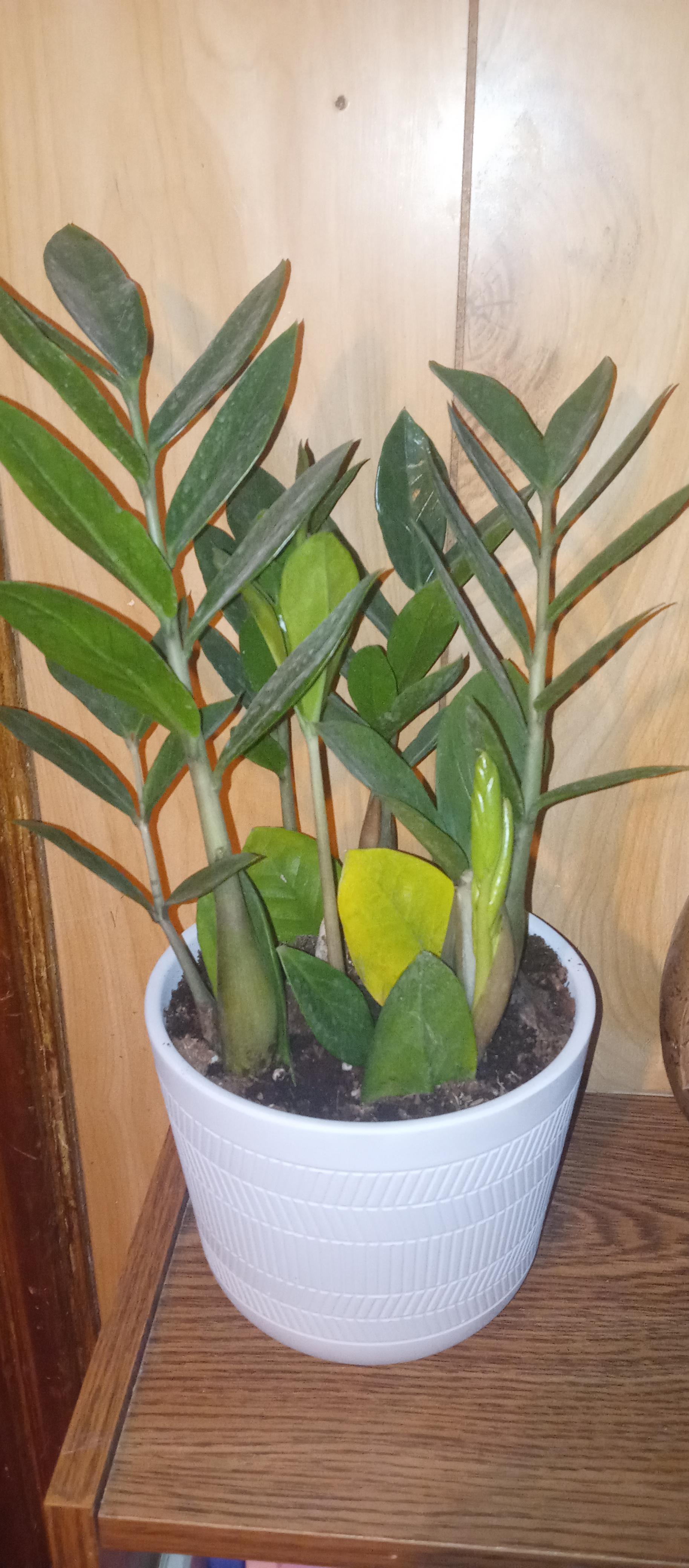 Should I repot this ZZ plant? (More info in the comments) r/houseplants
