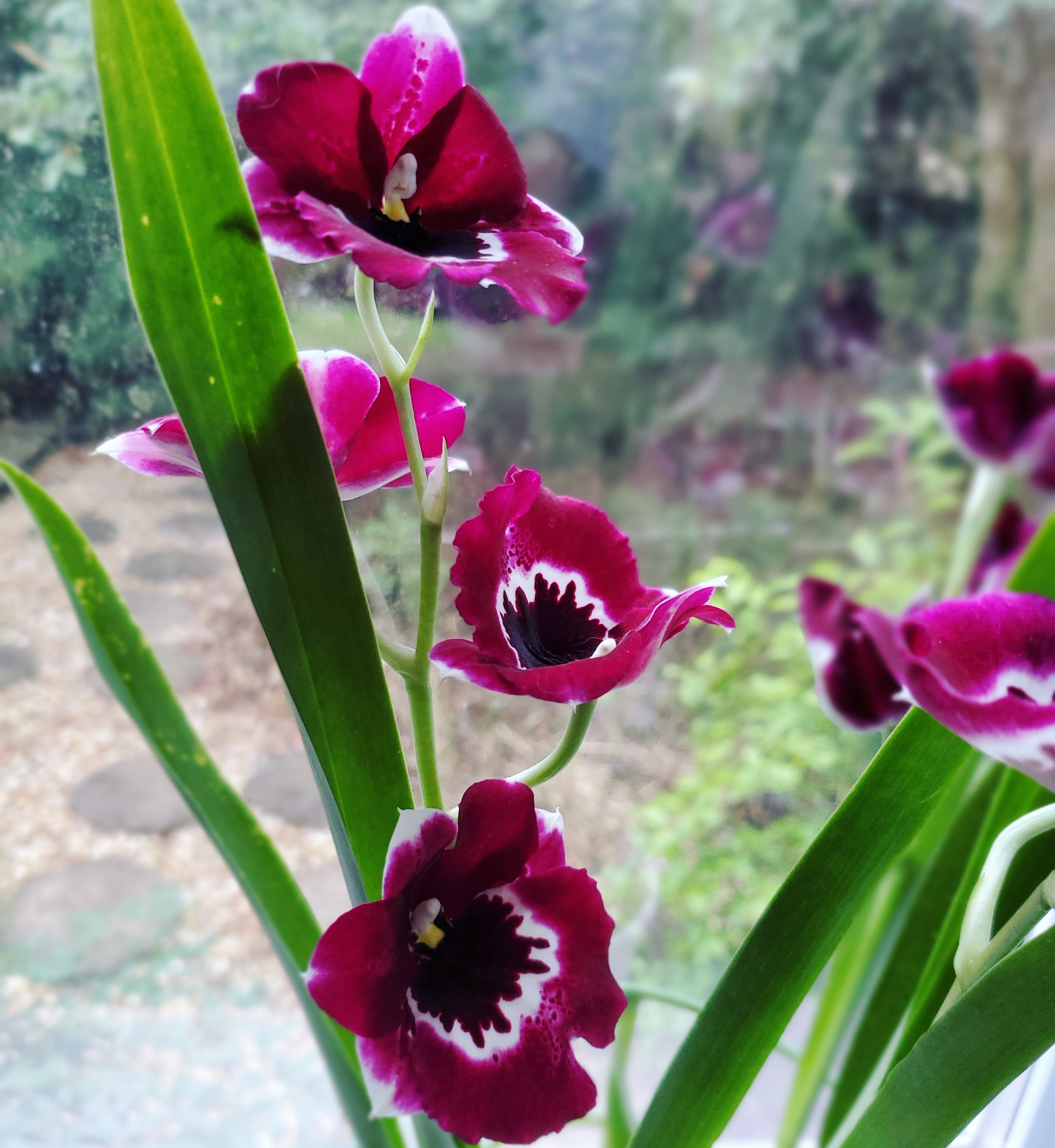 Just wanted to show off my orchid from Kroger that's blooming. I done