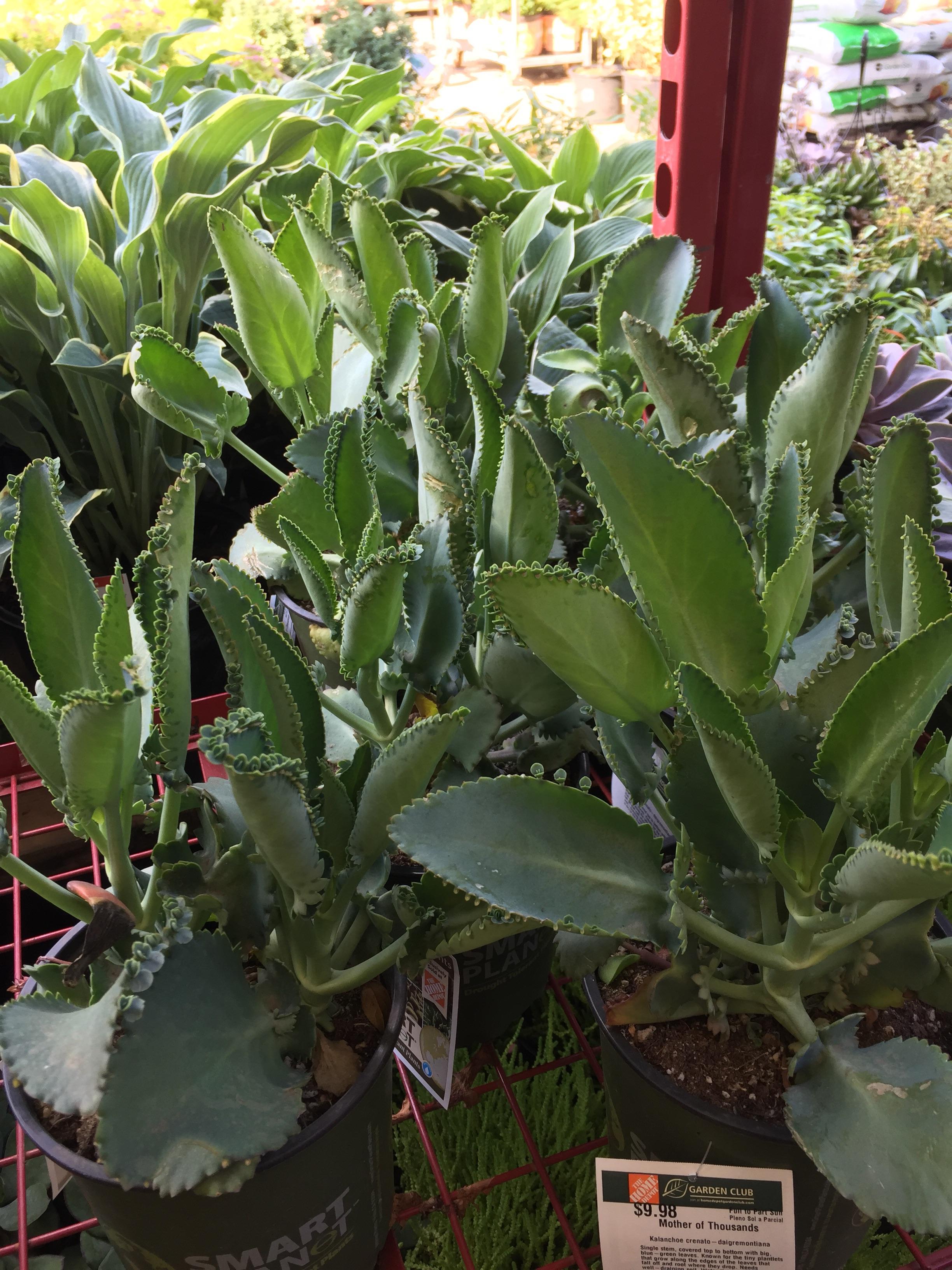 GUYS. The Home Depot by me had mother of thousands in 8” pots for 9.98