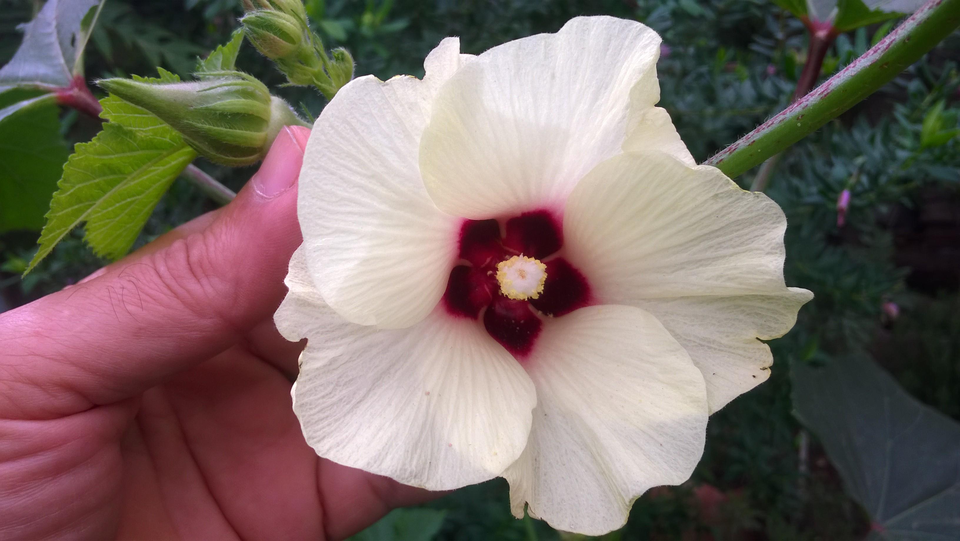 This beauty greeted me today in my garden. Okra flowers are