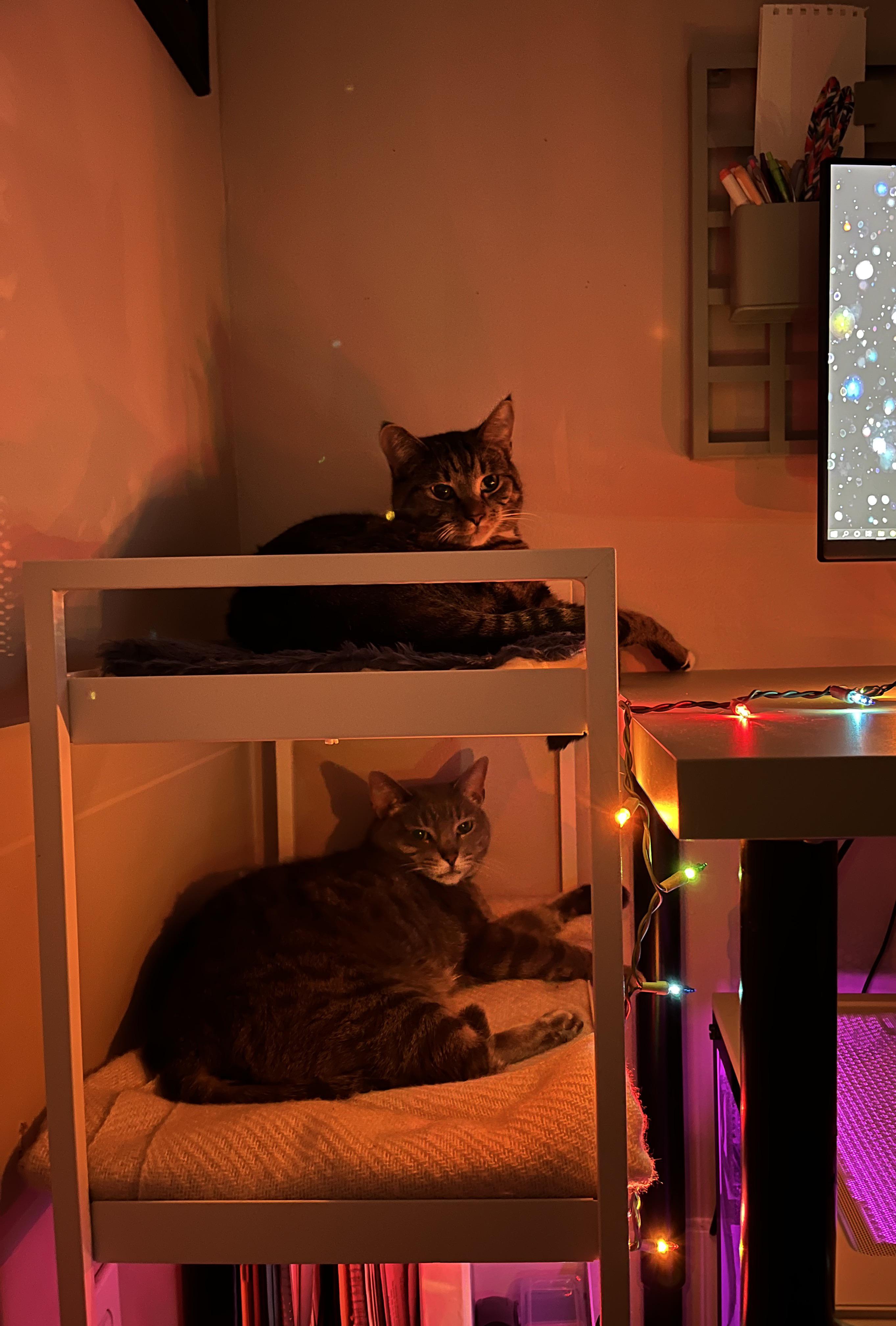 Turned my NISSAFORS utility cart into a cat bunk bed to keep the cats