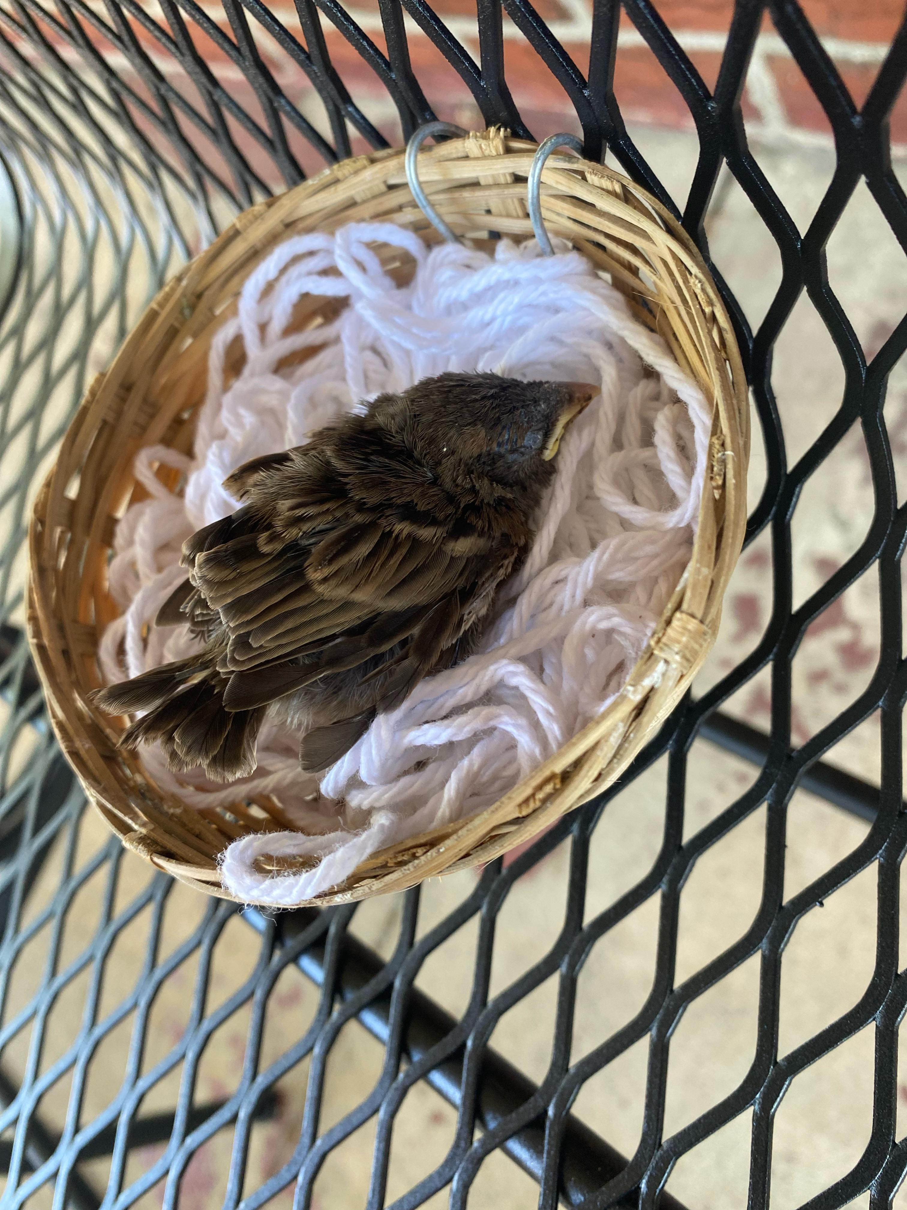 So this baby bird fell out of a tree on the side of the road. Super hot