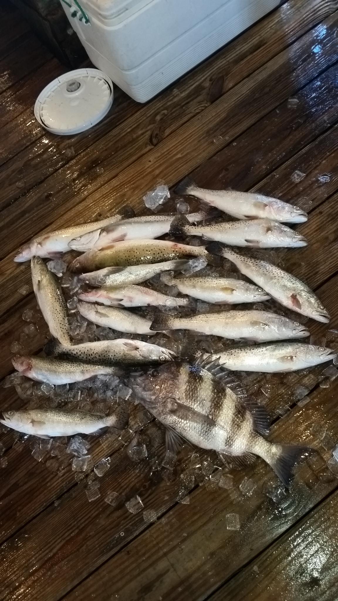 1 sheepshead,sandtrout,a whiteing and 14 speckled trout r/Fishing