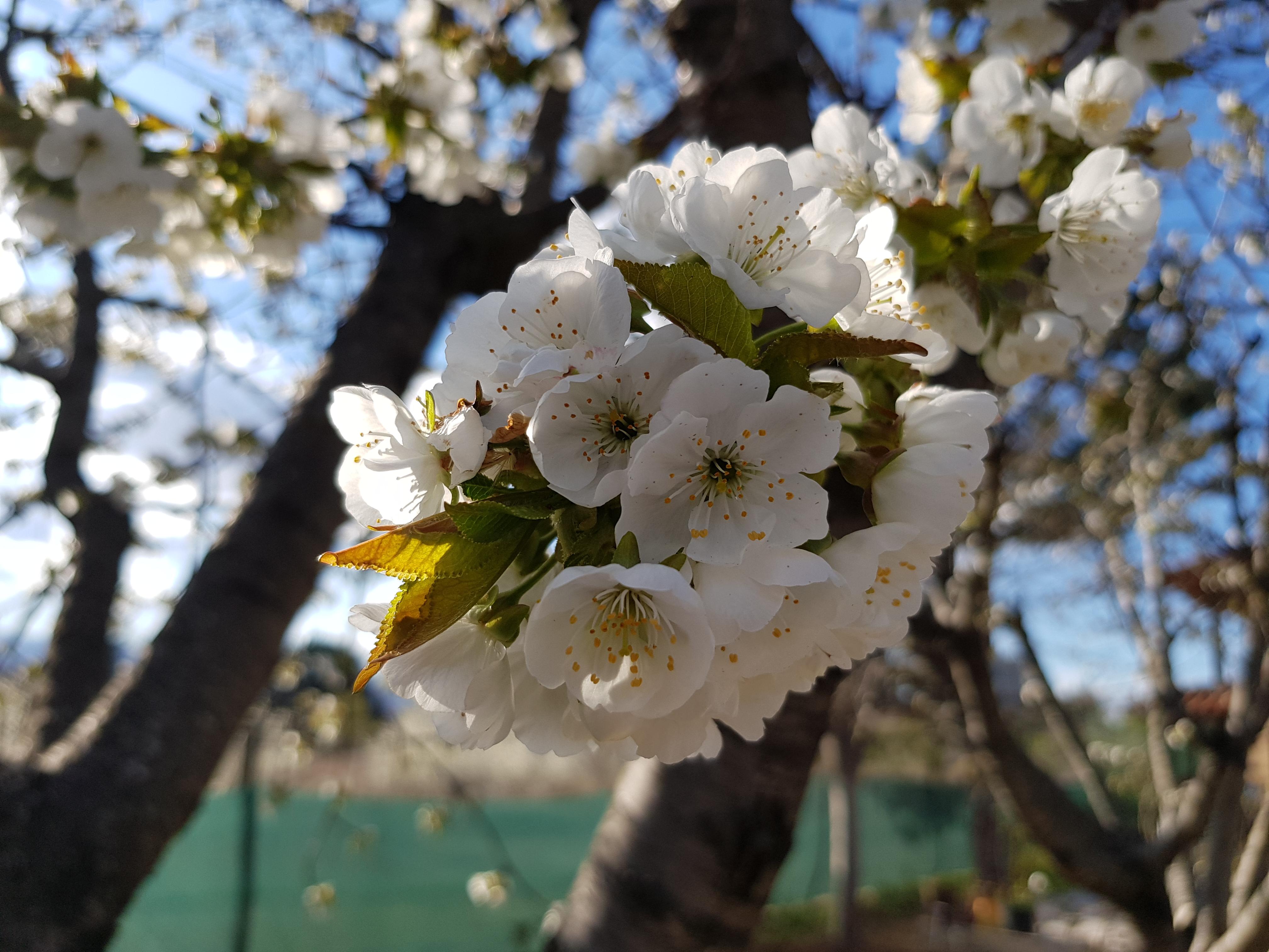 Cherry Blossom in our yard.Like it??? Pictures