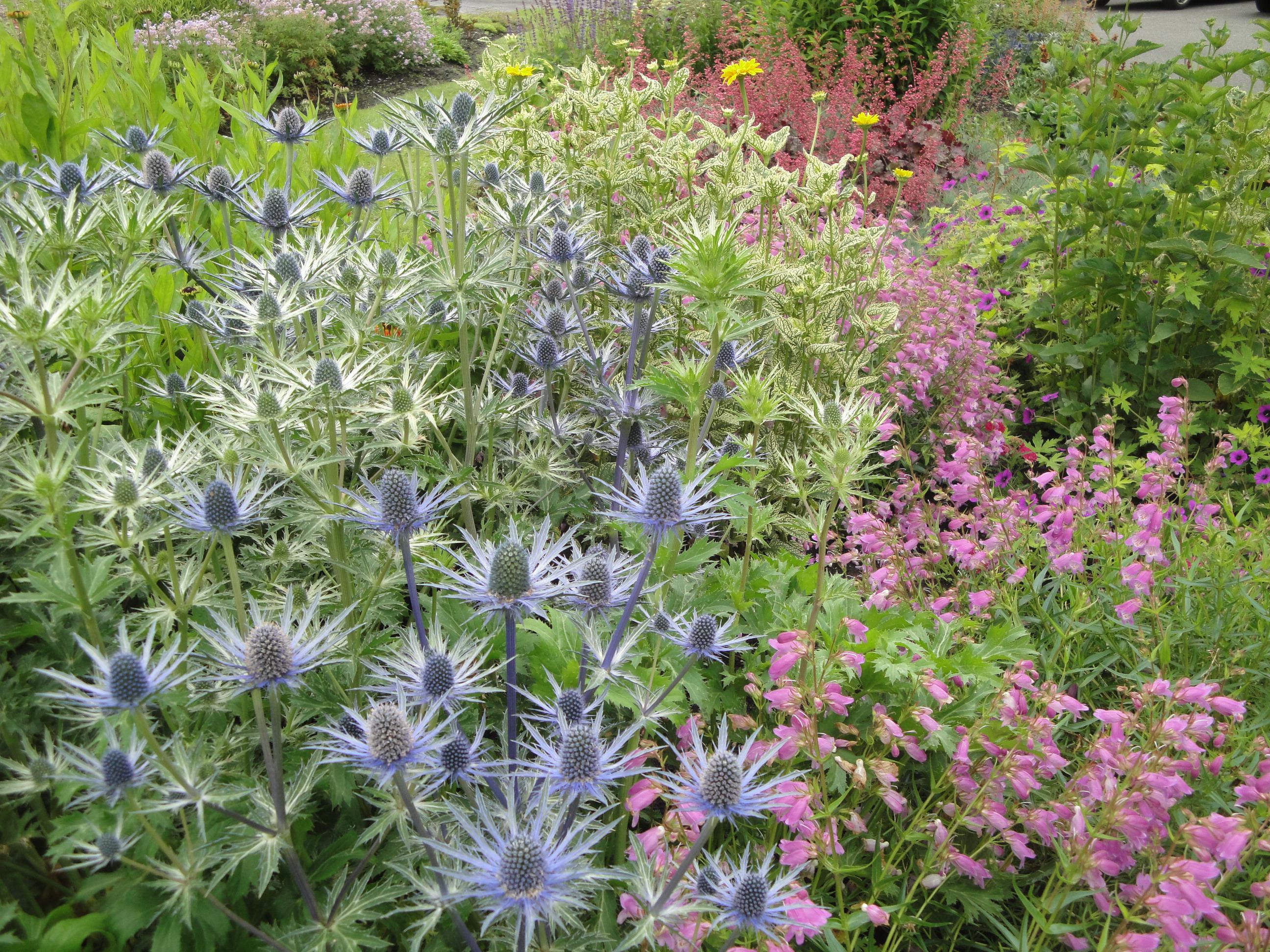 perennial garden .Zone 5B Ontario Canada , clay soil south facing