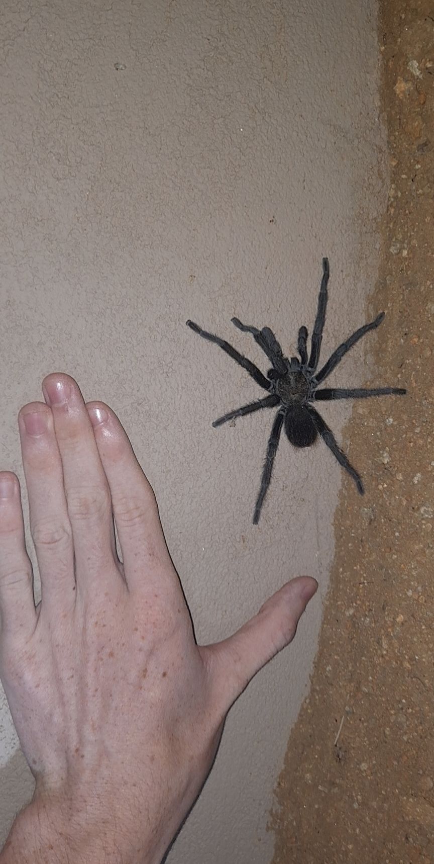 What is this beautiful tarantula I found in my backyard. I'm in San diego if it helps r/tarantulas