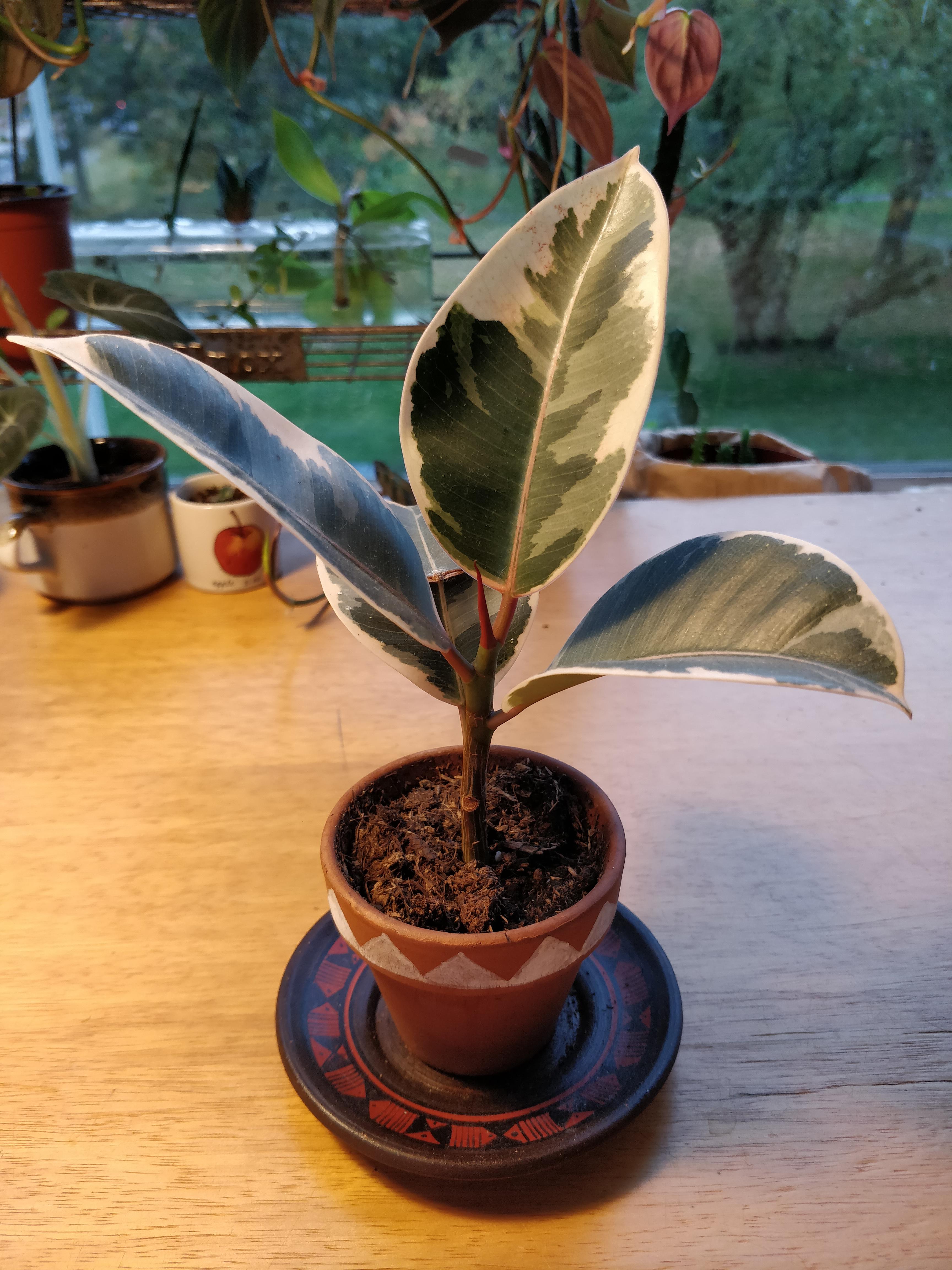 I've had this rubber plant for 4 months now, but it has not grown a