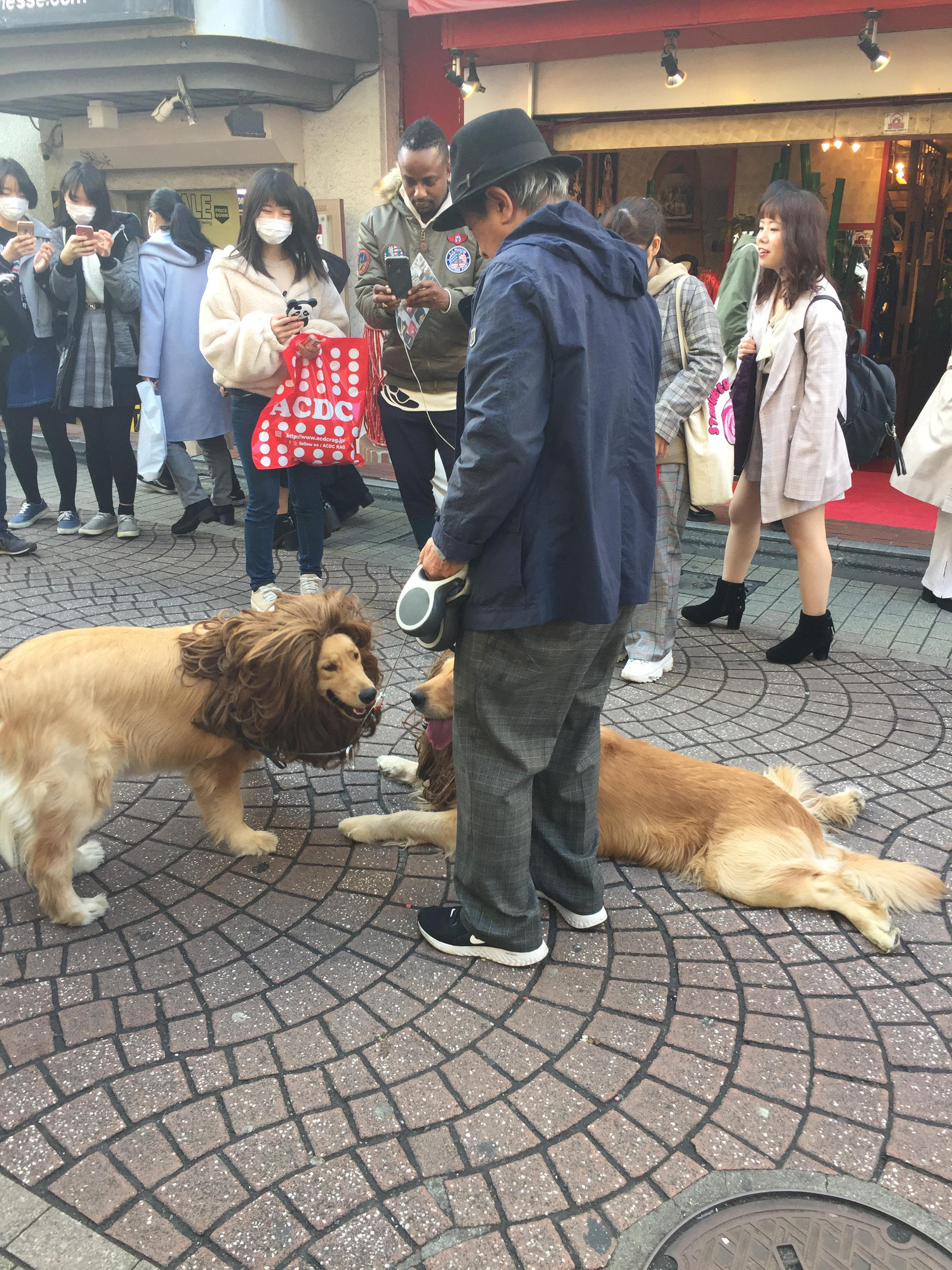 These dogs dressed up as lions at Harajuku, Japan r/mildlyinteresting