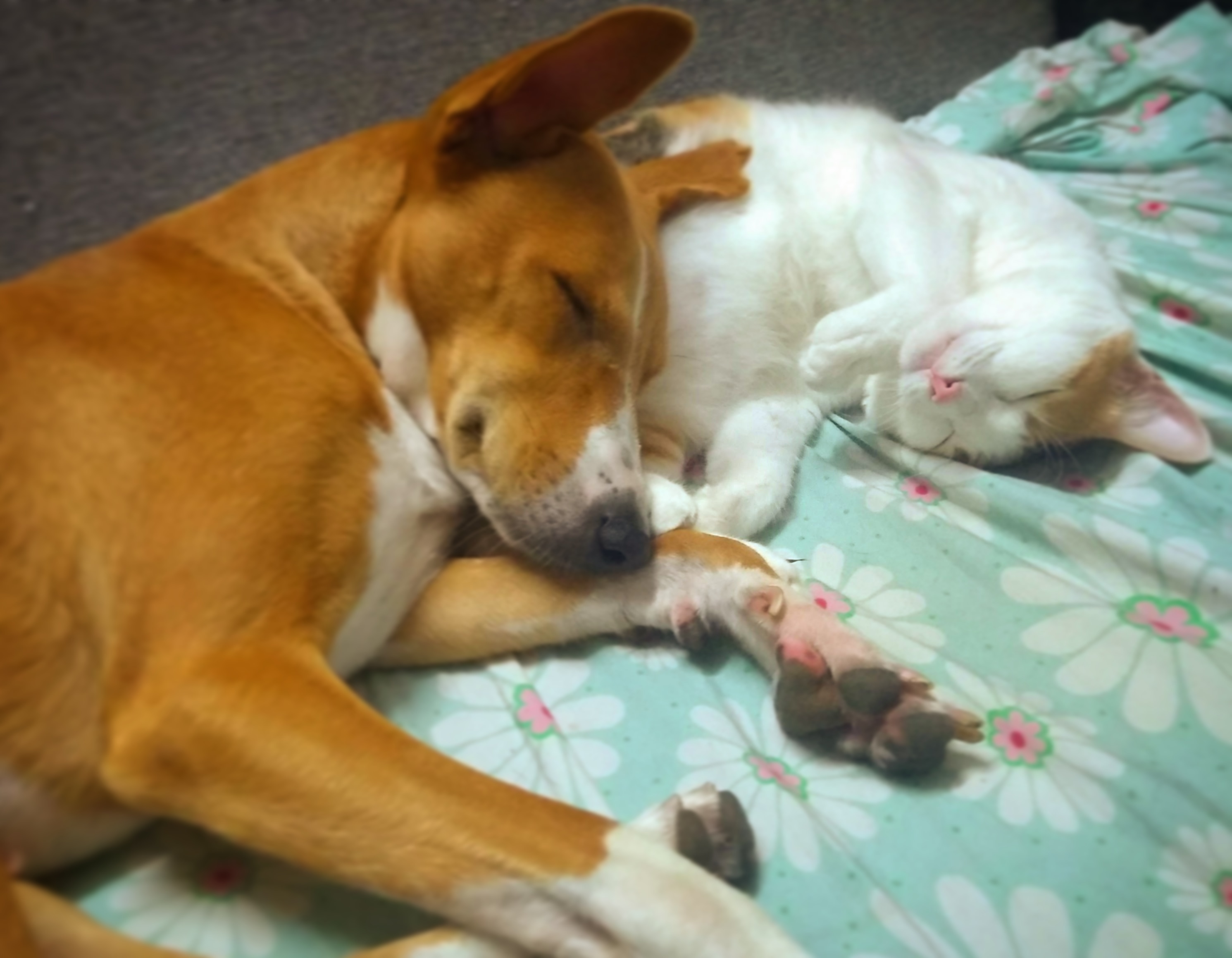 My Cat purrs as my dog uses her as a pillow.. in a rare (and barely