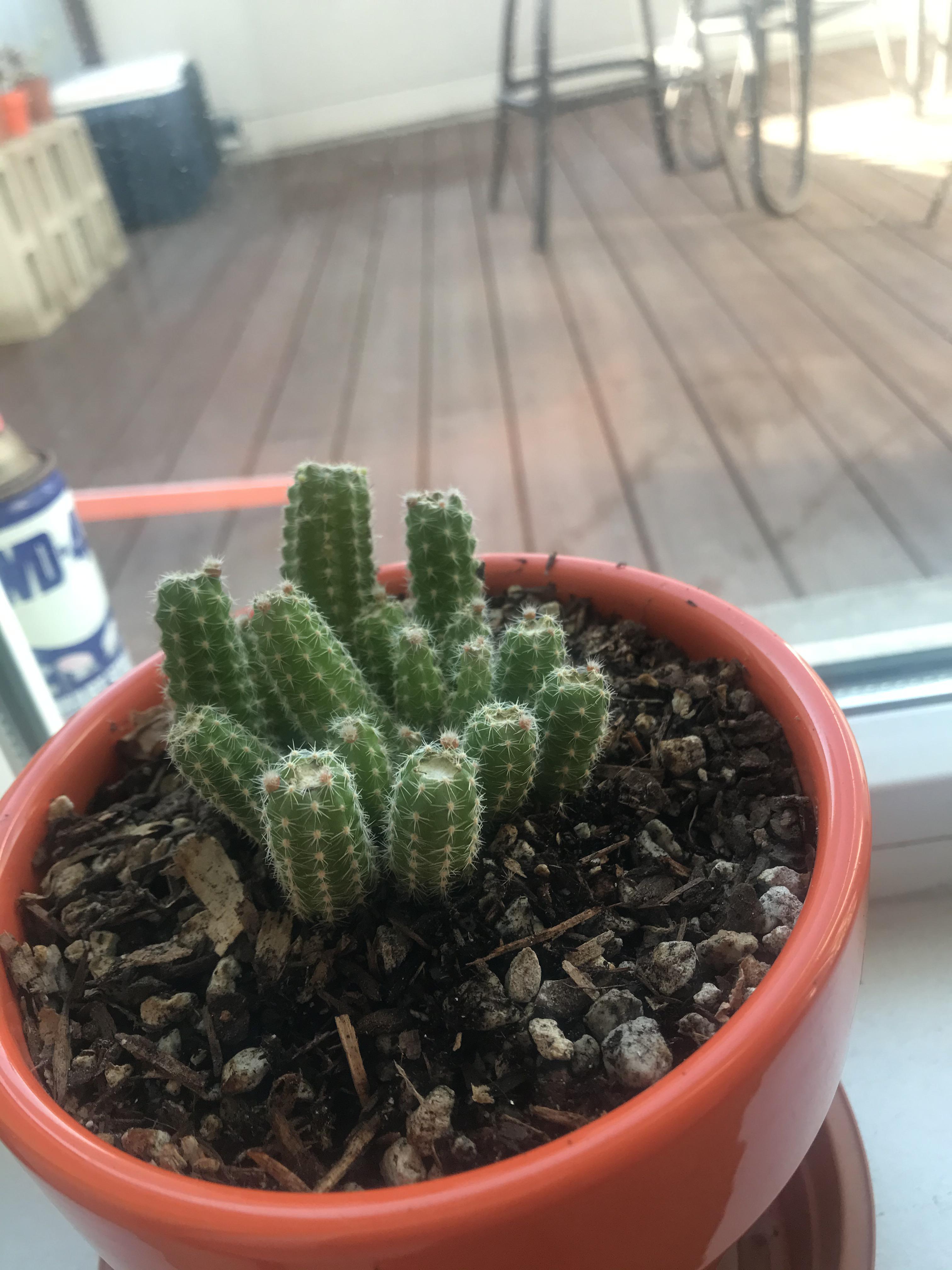 What are these little red balls growing? I recently had to do some