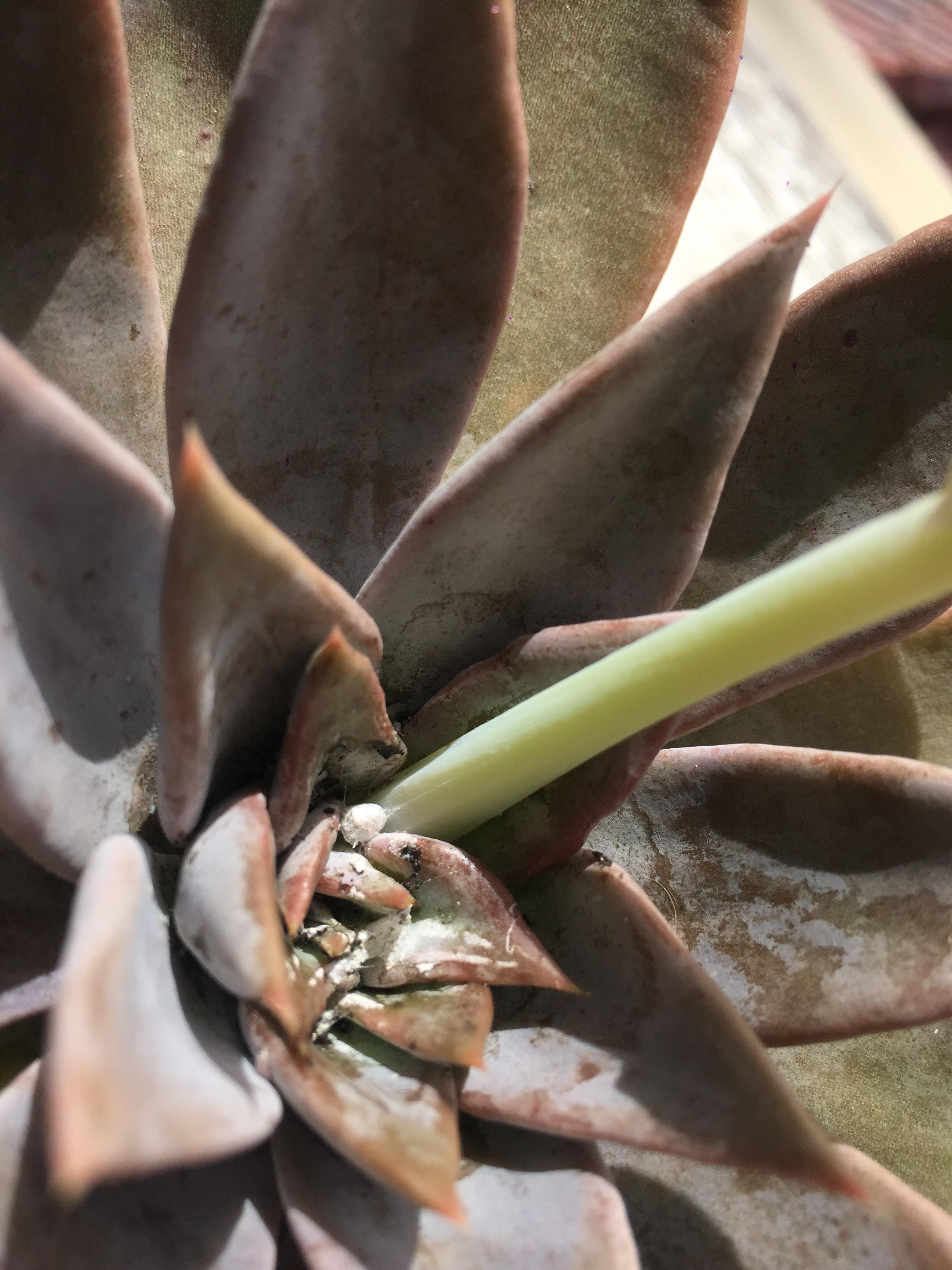 White mould disease covering my succulent. I love my