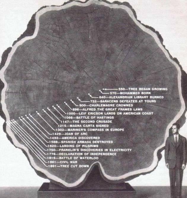 1300 years old tree, cut down in 1891. interestingasfuck