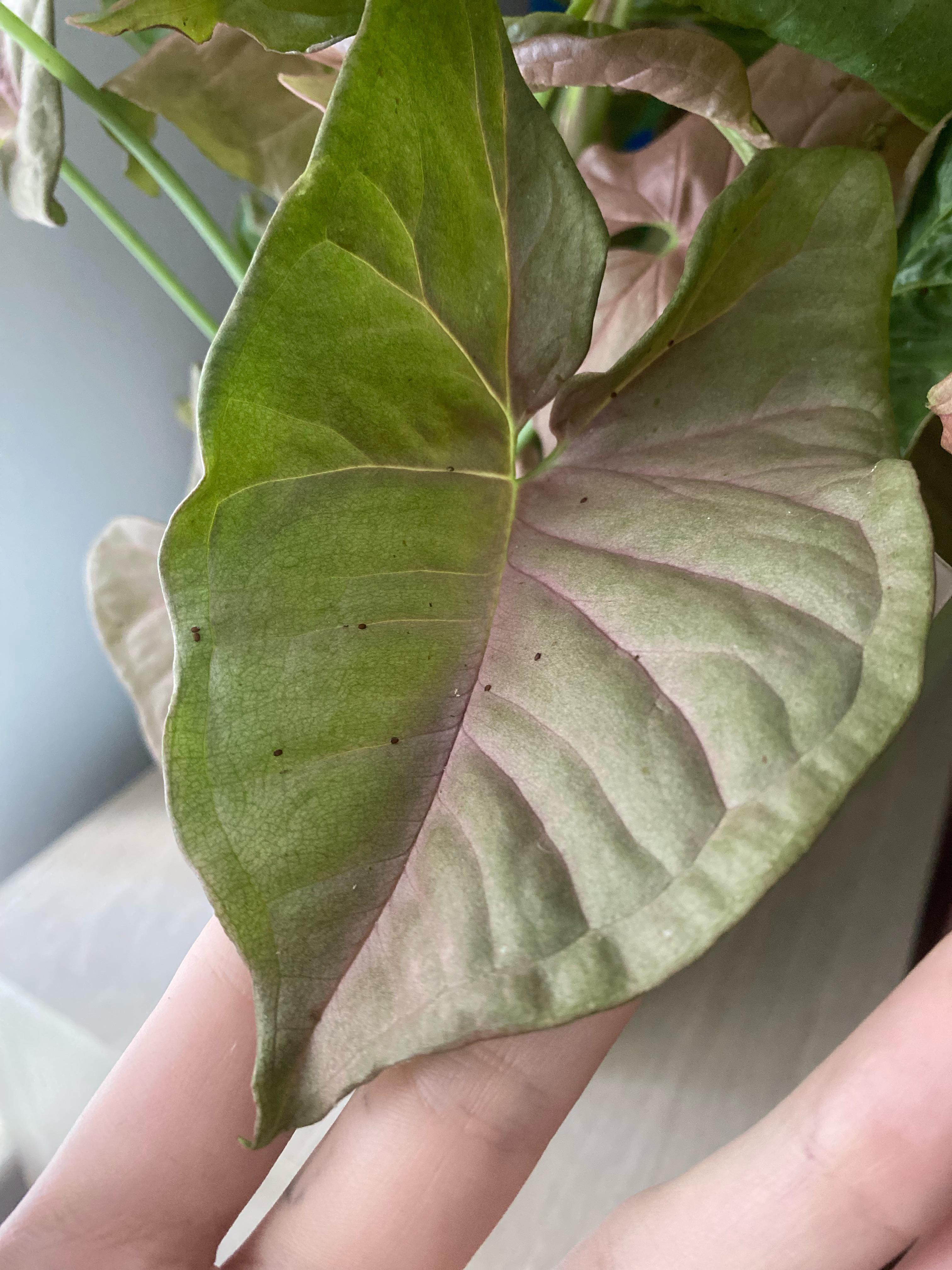 Can someone please tell me what this is on my plants leaves. It’s these