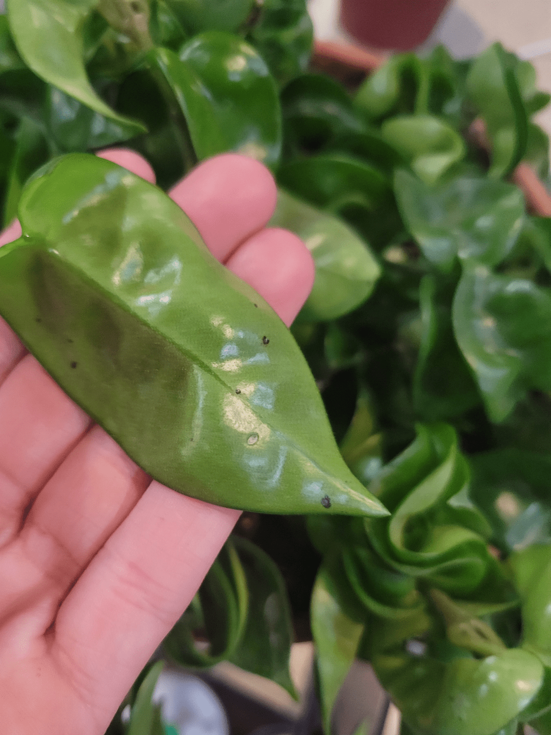 Black dots on my hoya Compacta r/hoyas