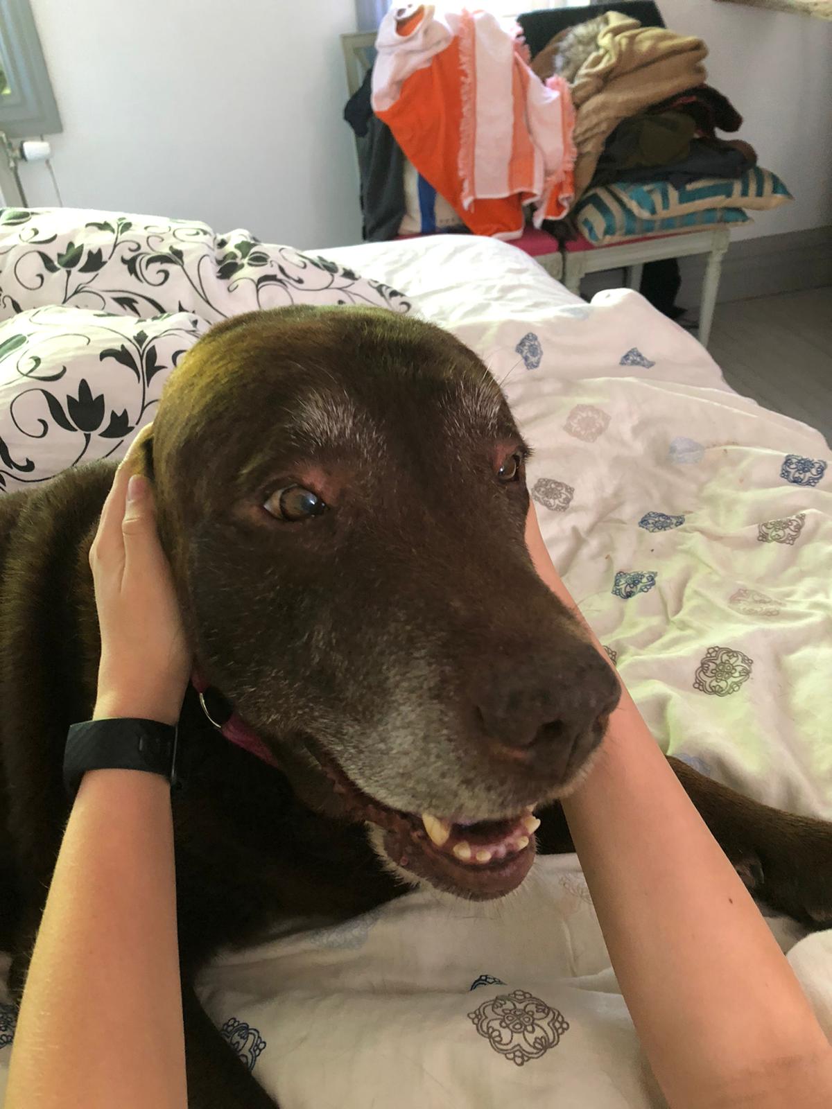 Why Does My Dog Sound Like A Seal