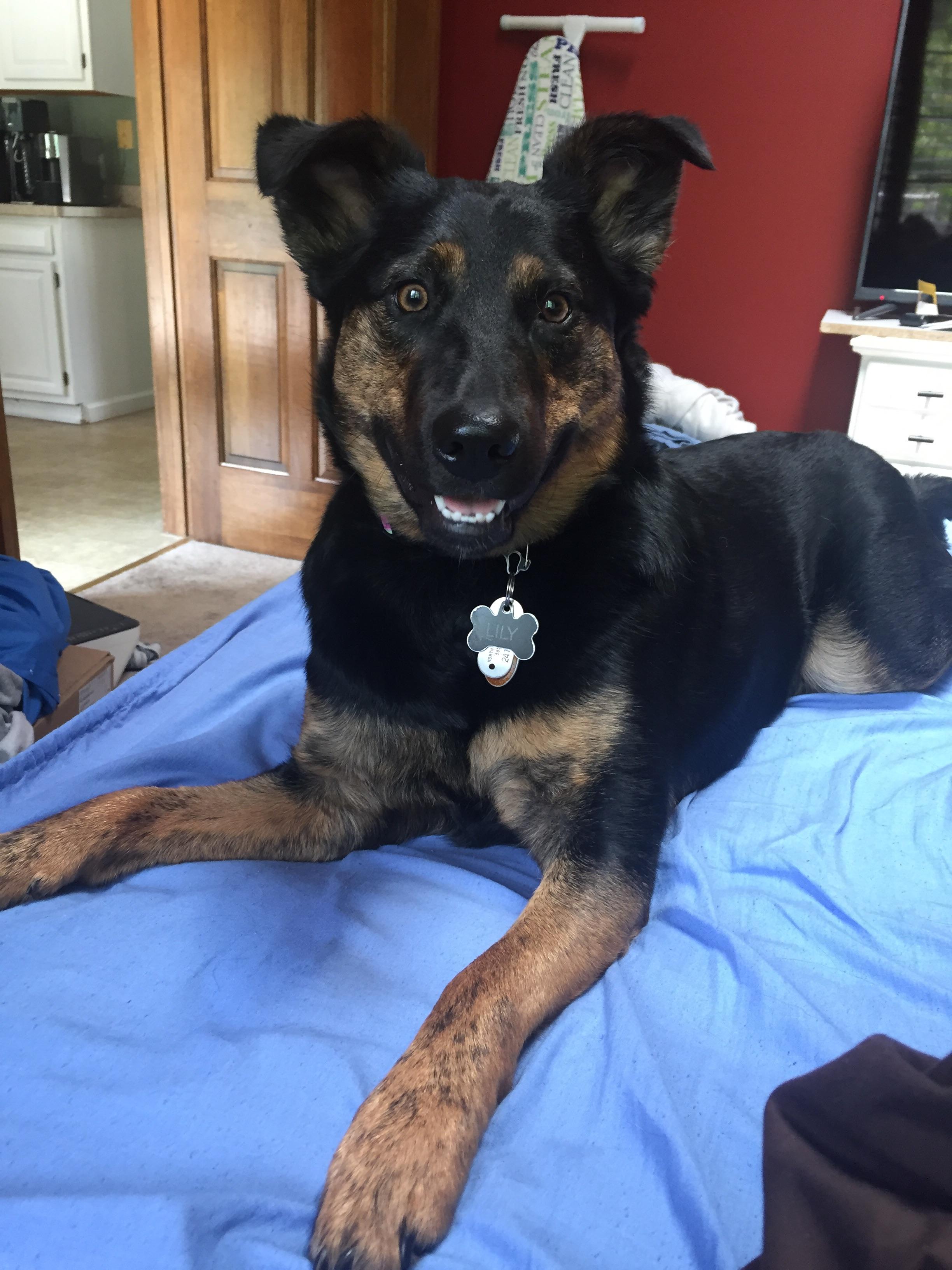 Happy puppers our Australian Cattle / Lab mix r/rarepuppers