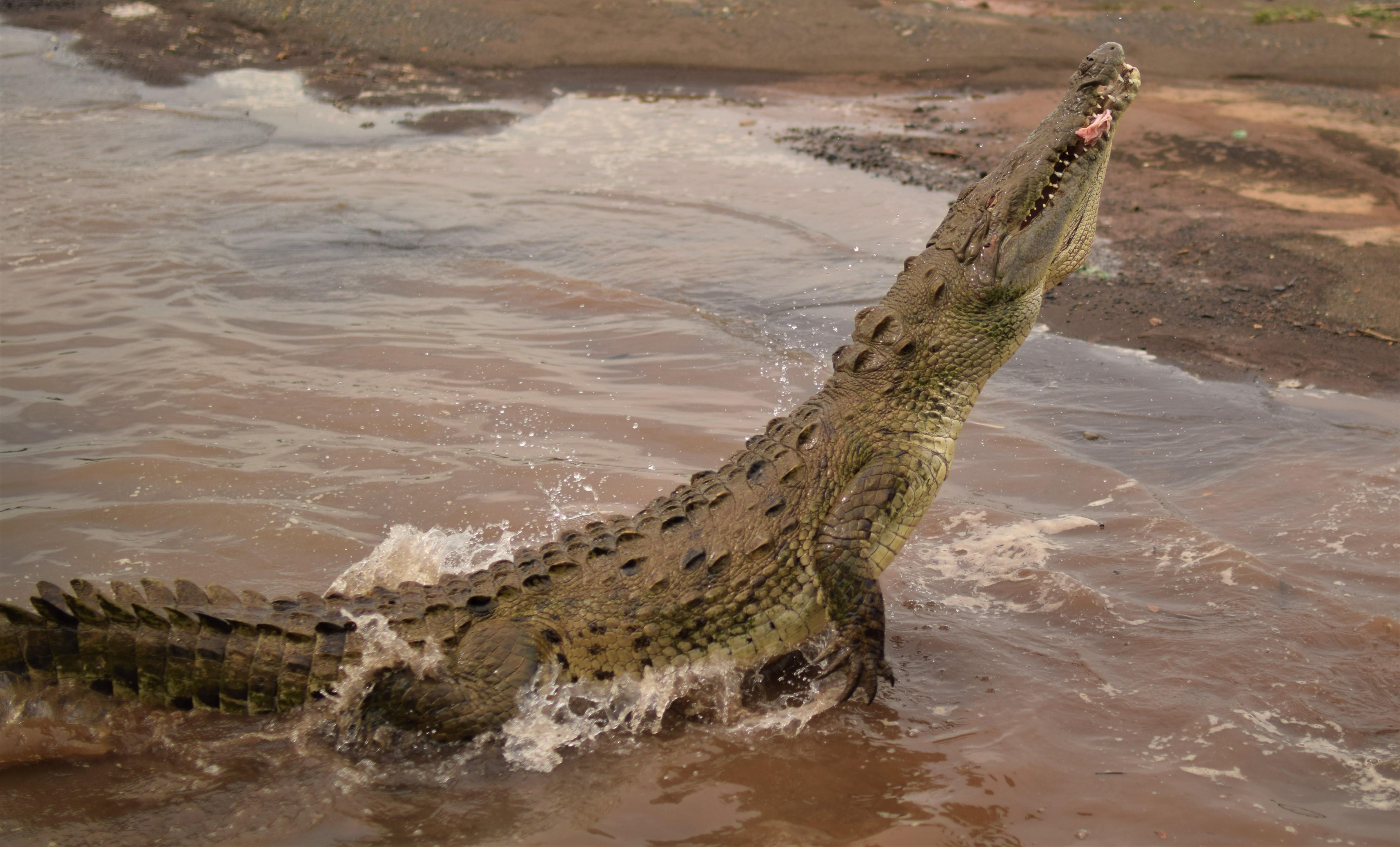 Crocodile of Costa Rica r/pics