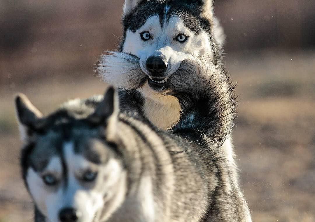 PsBattle Dog biting the tail of another dog
