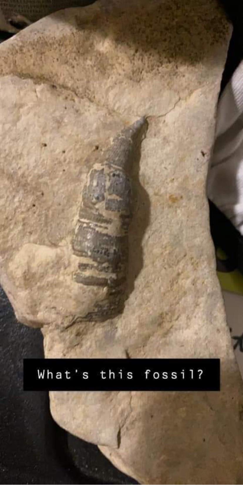 Saint Louis, MO, found by a river, horn coral? r/fossilid