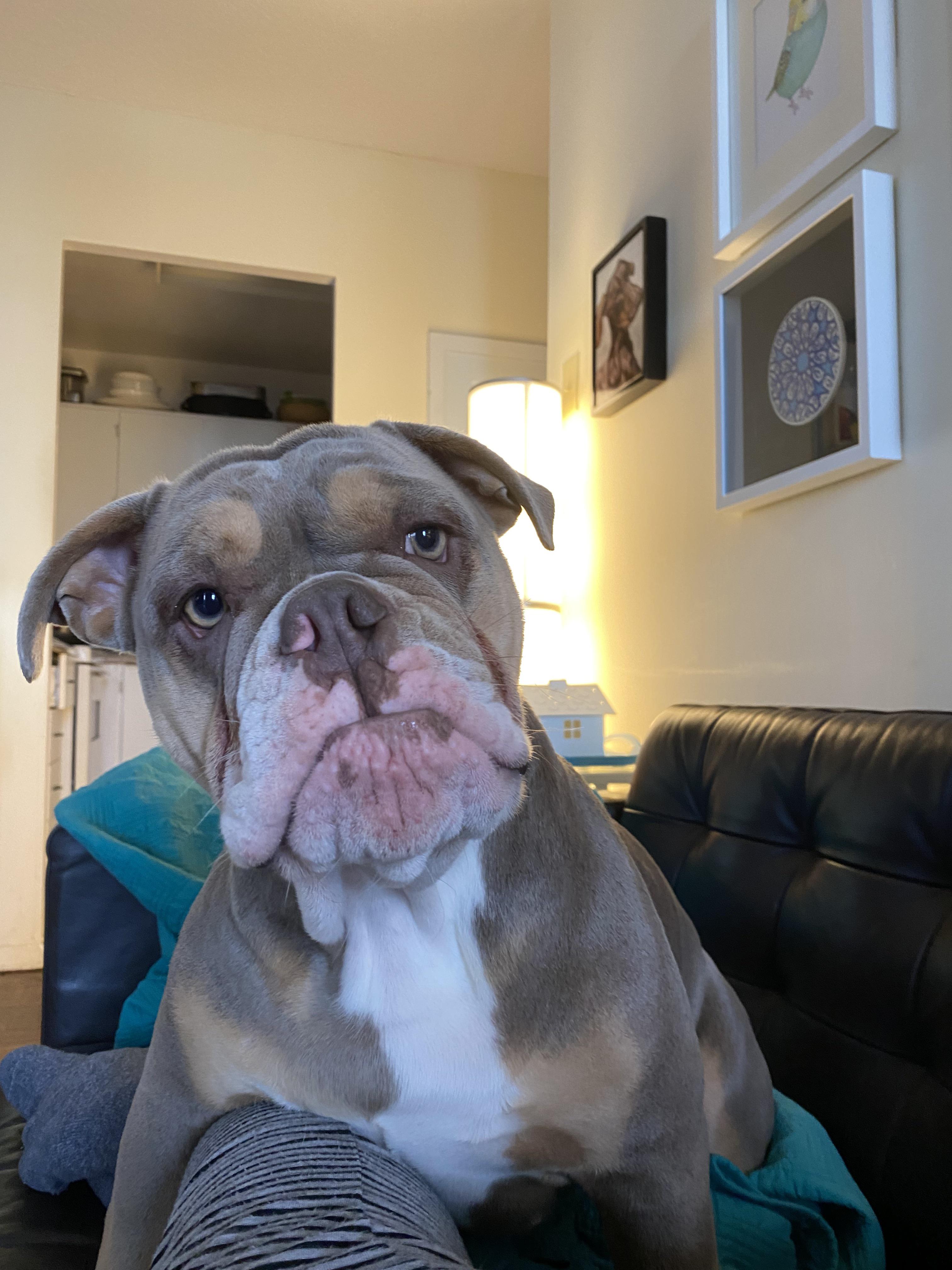 Tootsie Bell says HEY r/Bulldogs