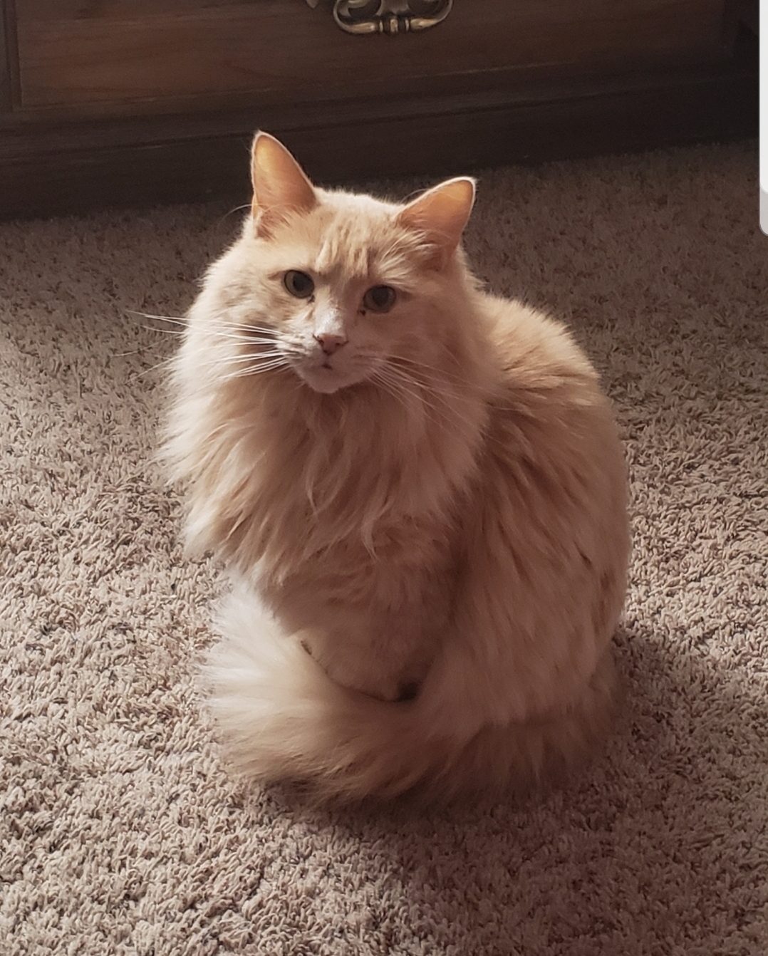 So I usually dont post stuff on reddit, but I figured since I got this