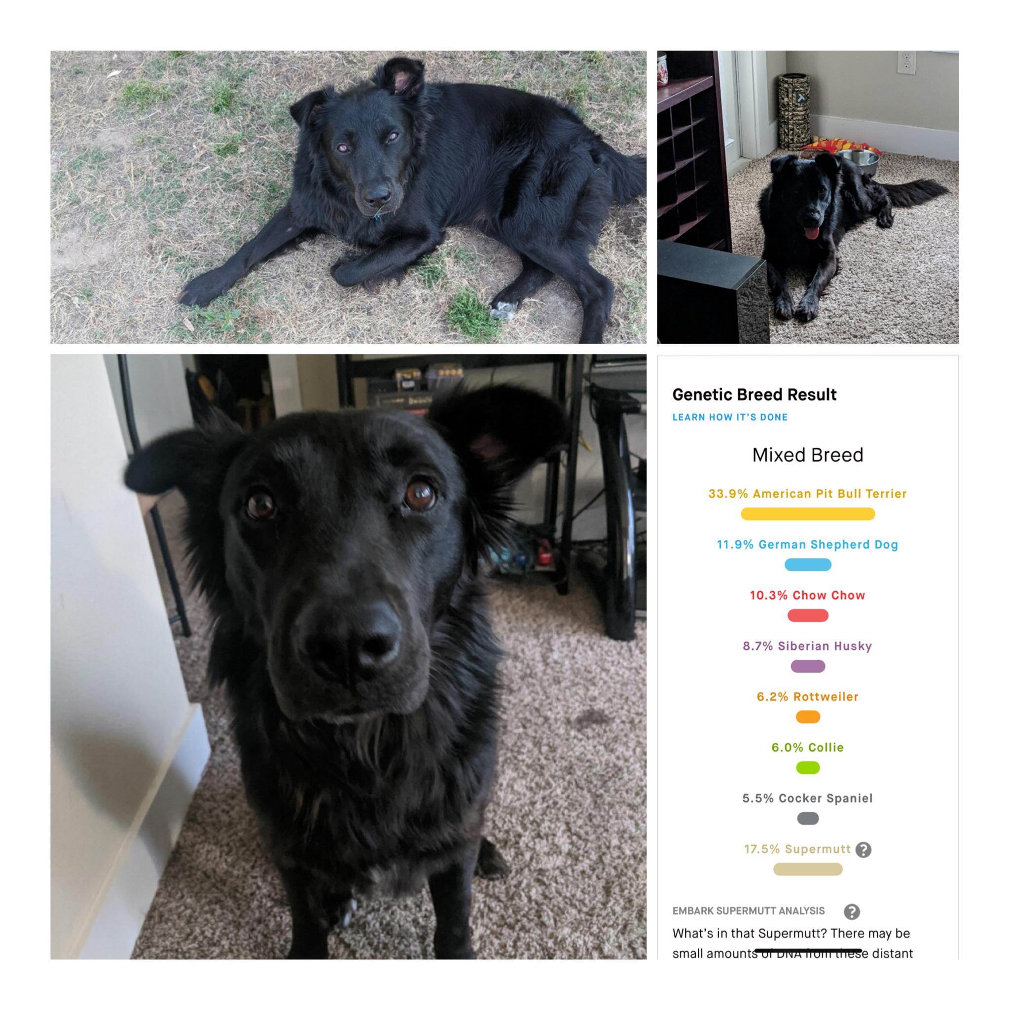 Elvis got his results! We are a little surprised. His supermutt said