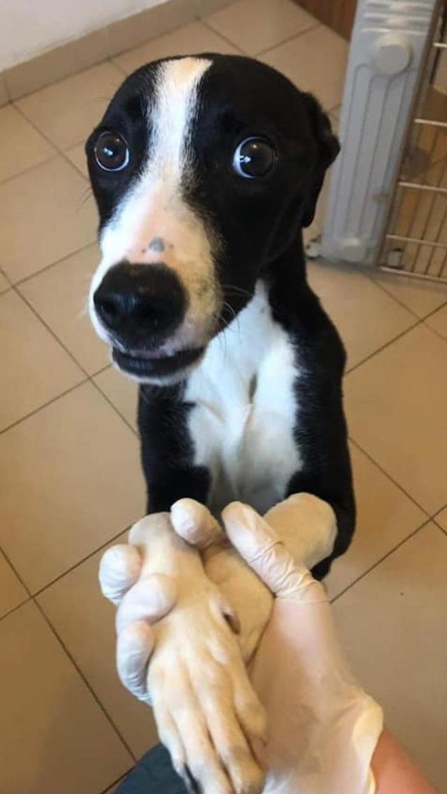Puppy greyhound on an adoption sight r/Greyhounds