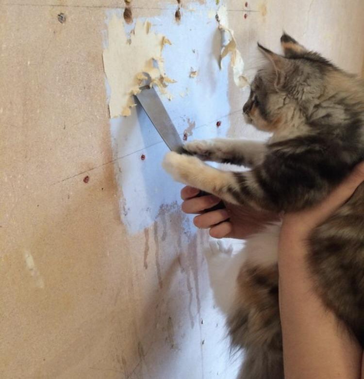 Contractor cat can give you a great deal on new drywall. r/Catswithjobs