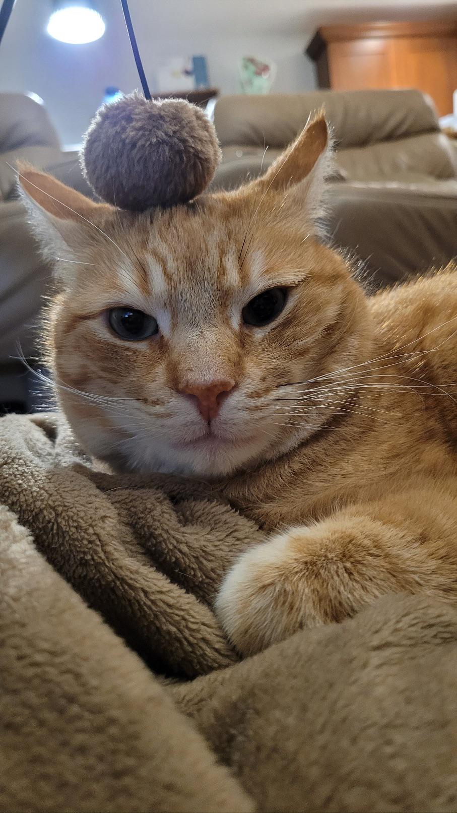 Where can I get that magic pill that will let my cat live until 30