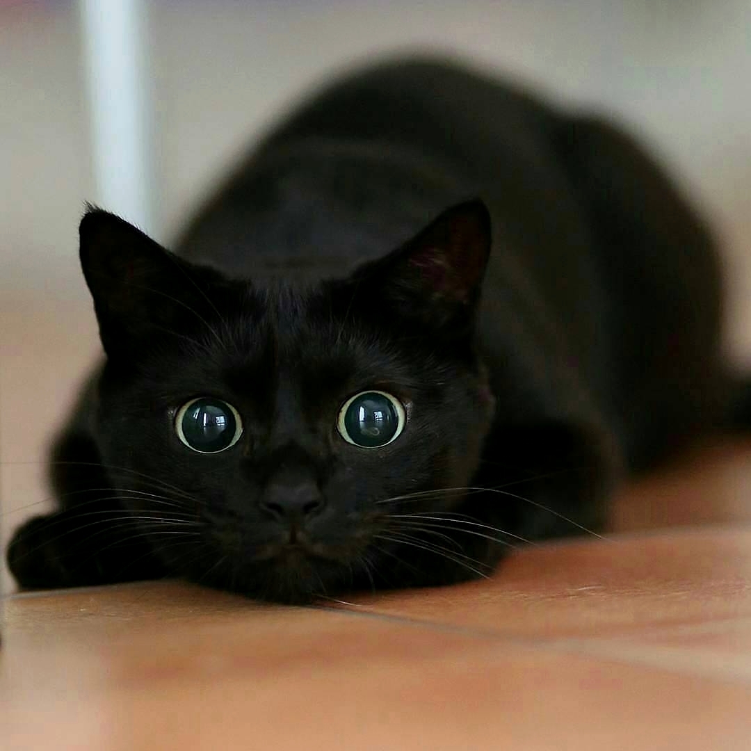 Black cat Eyebleach