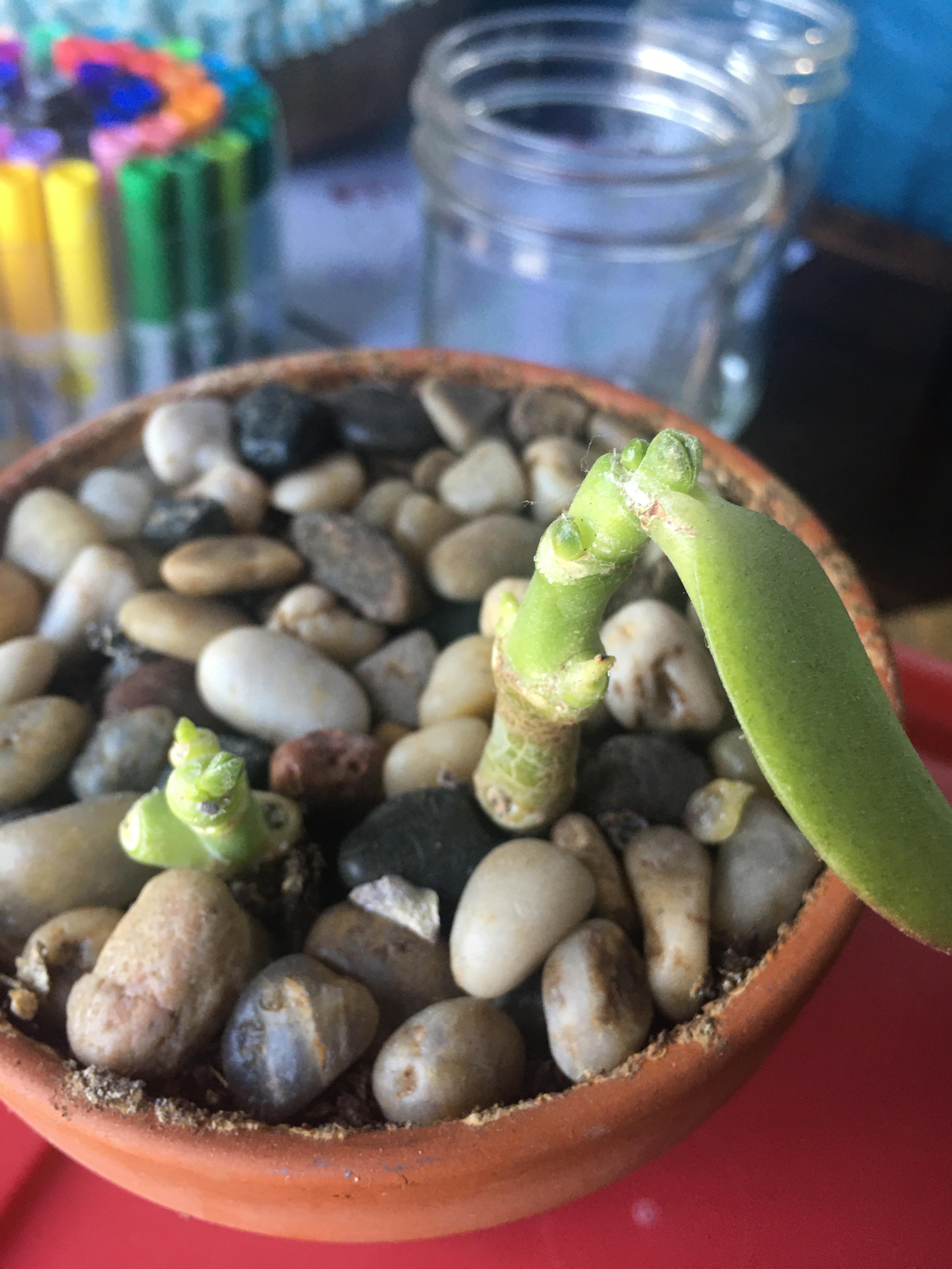 My jade plant has one leaf left... anyway it can survive? And any