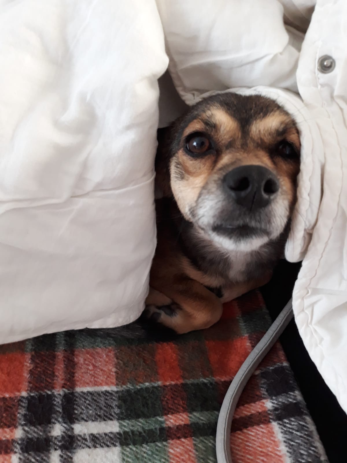 My doggo really loves blankets r/aww