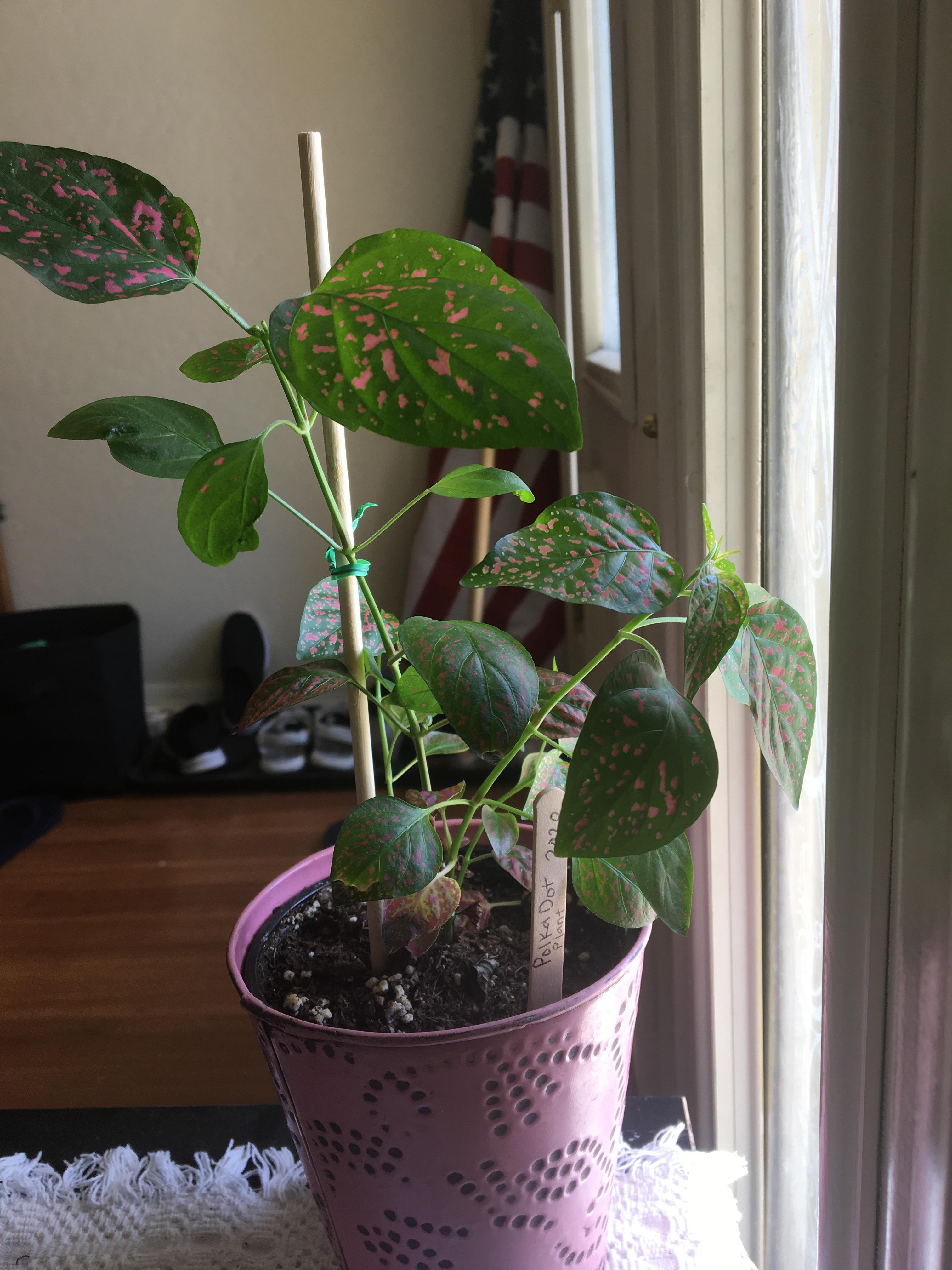 My polka dot plant is growing rapidly, but is losing the leaves at the