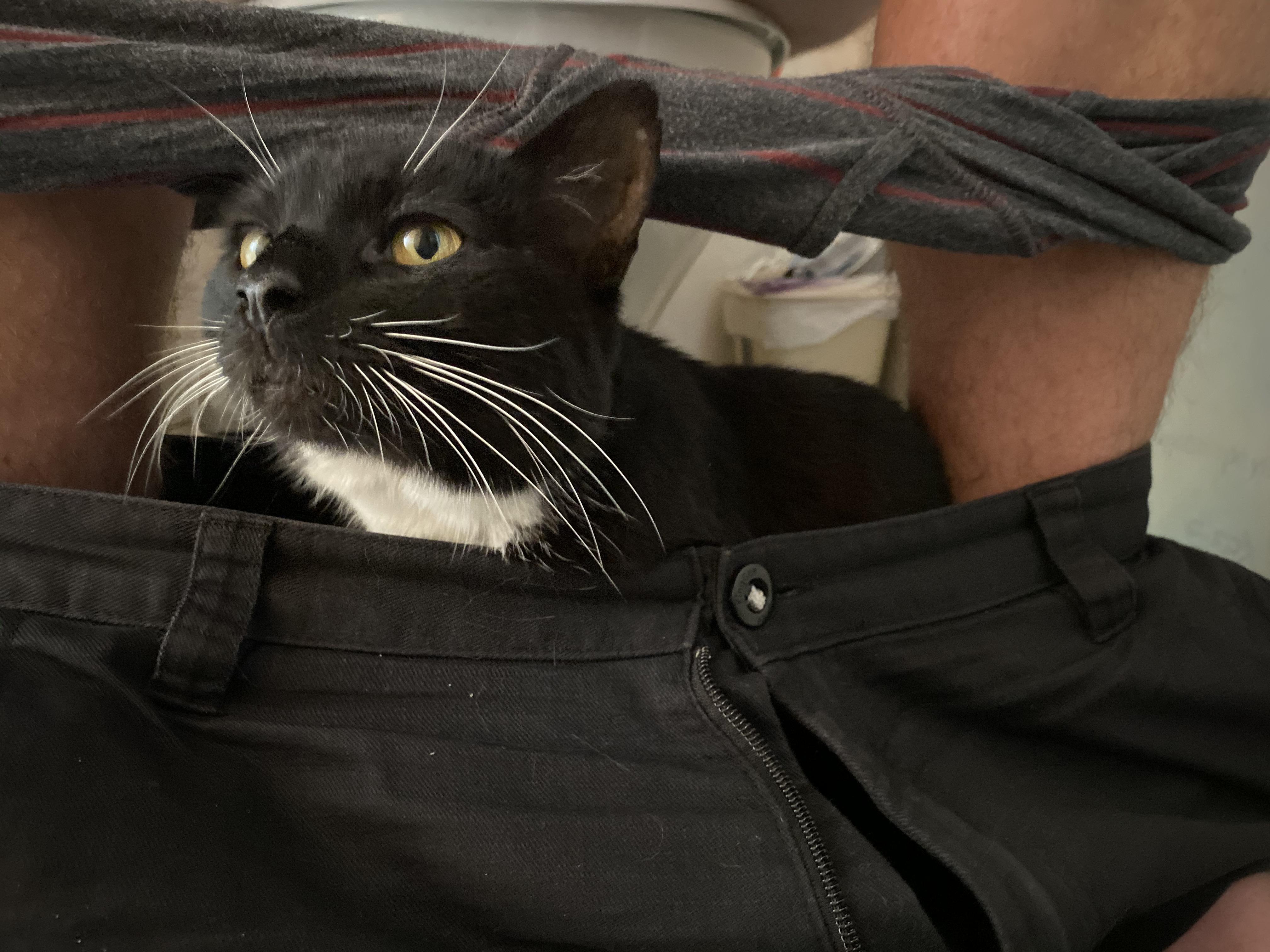 Cats in pants the real reason you should bring your phone to the bathroom