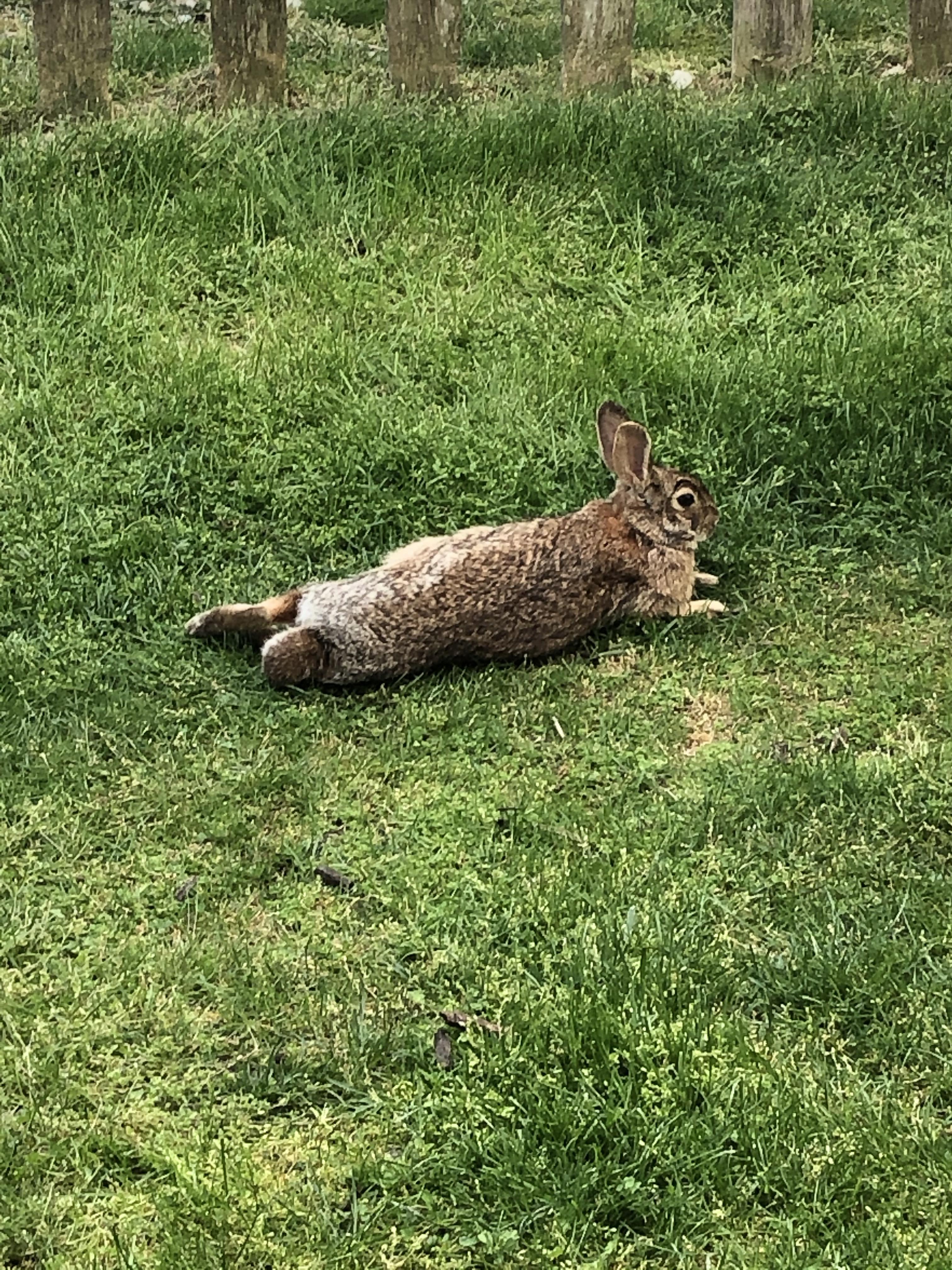 Look at this comfy rabbit in my yard r/Rabbits