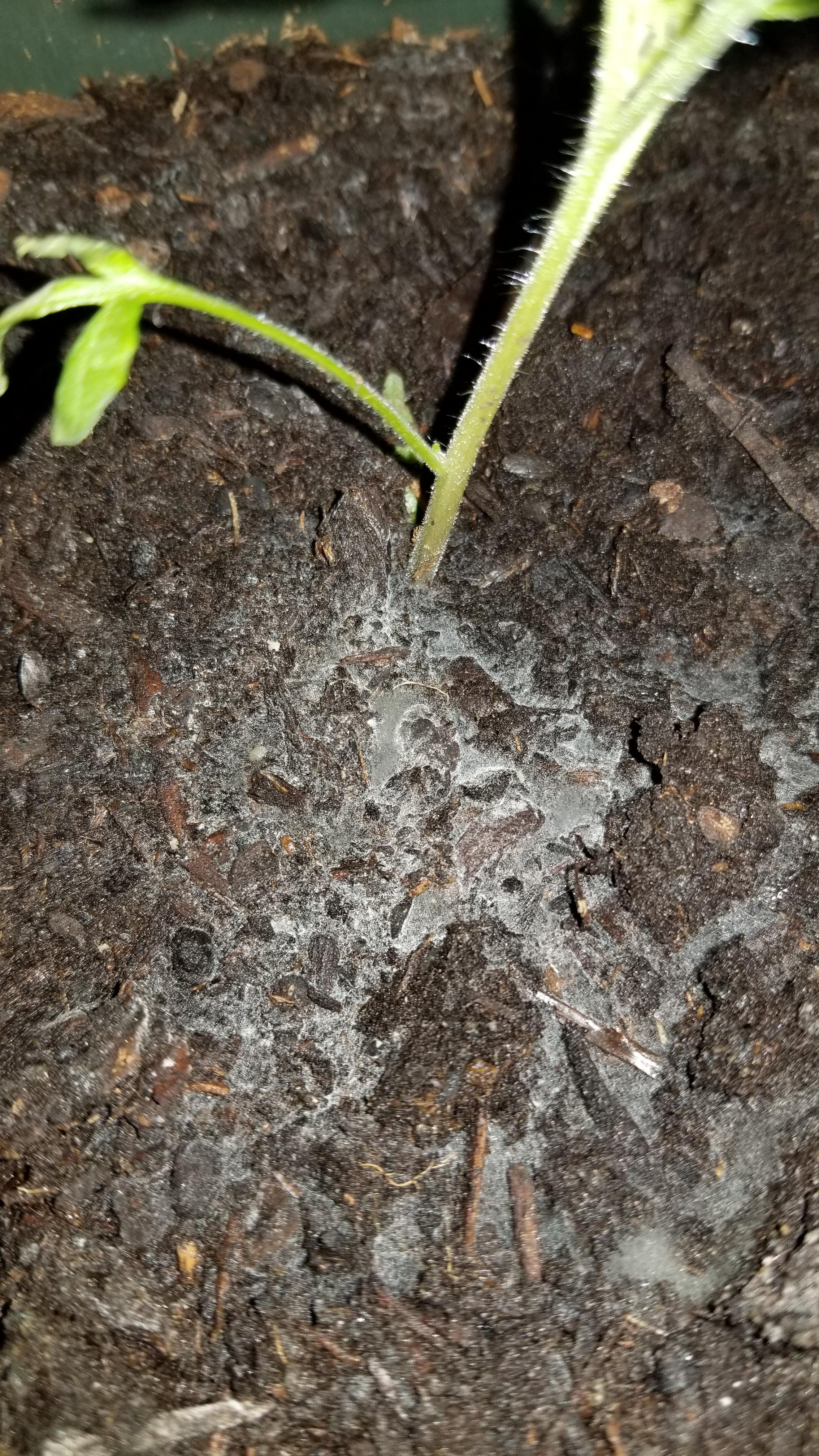 Wondering if this white growth around my young tomato plants is harmful
