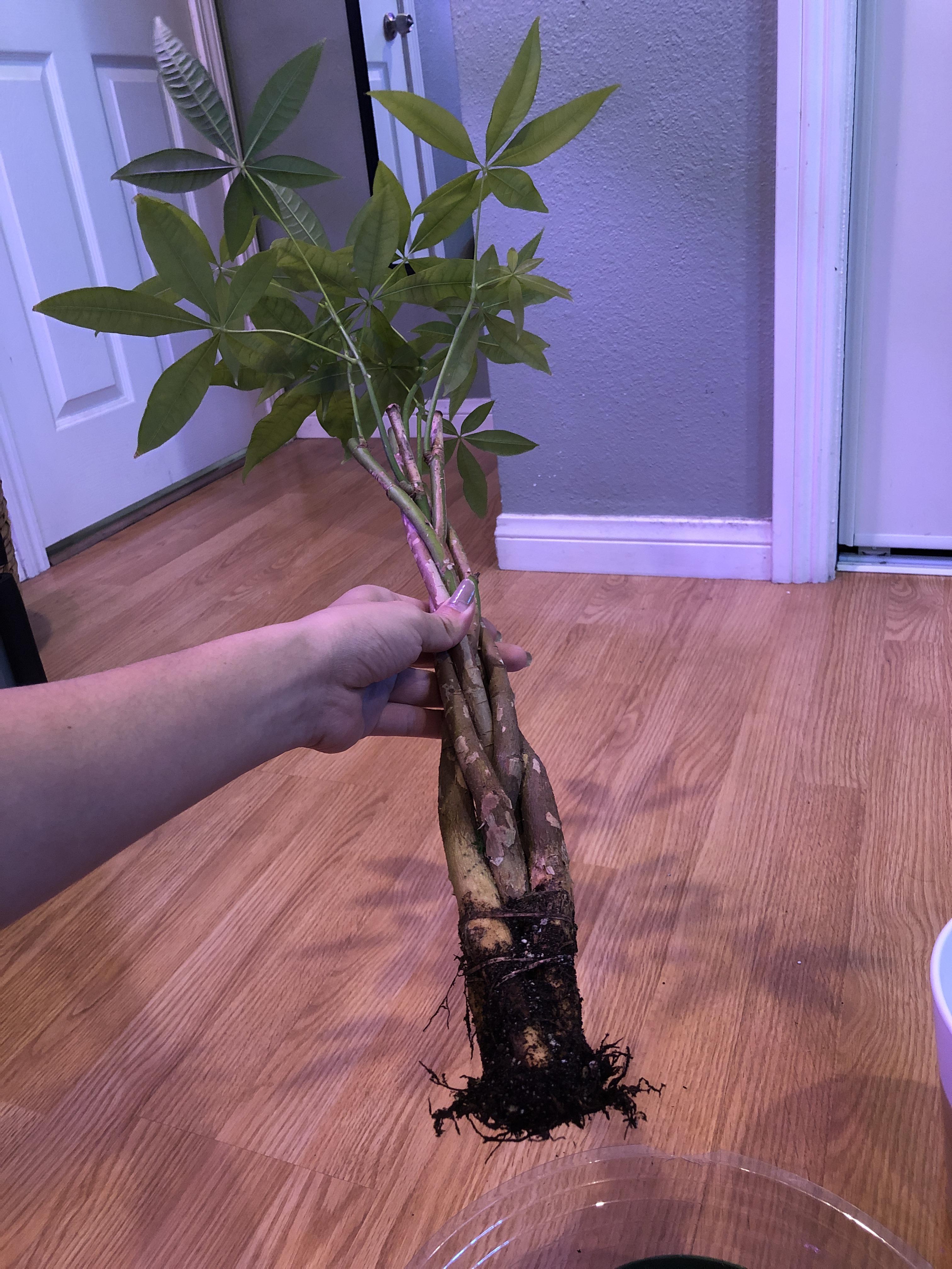 Hi all, my money tree is pushing out new growth like crazy and the