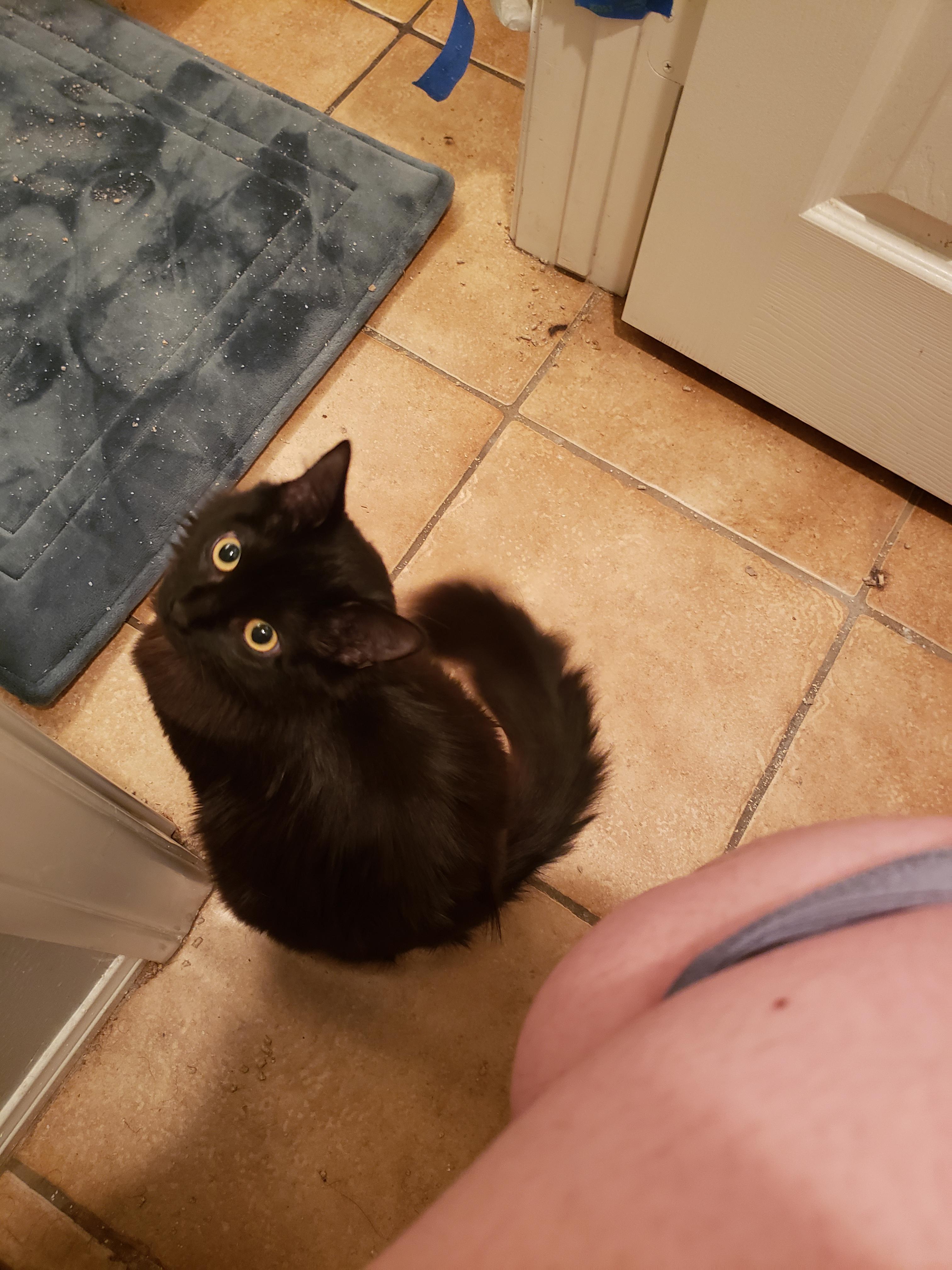 My cat is my support system when my IBS flares ibs