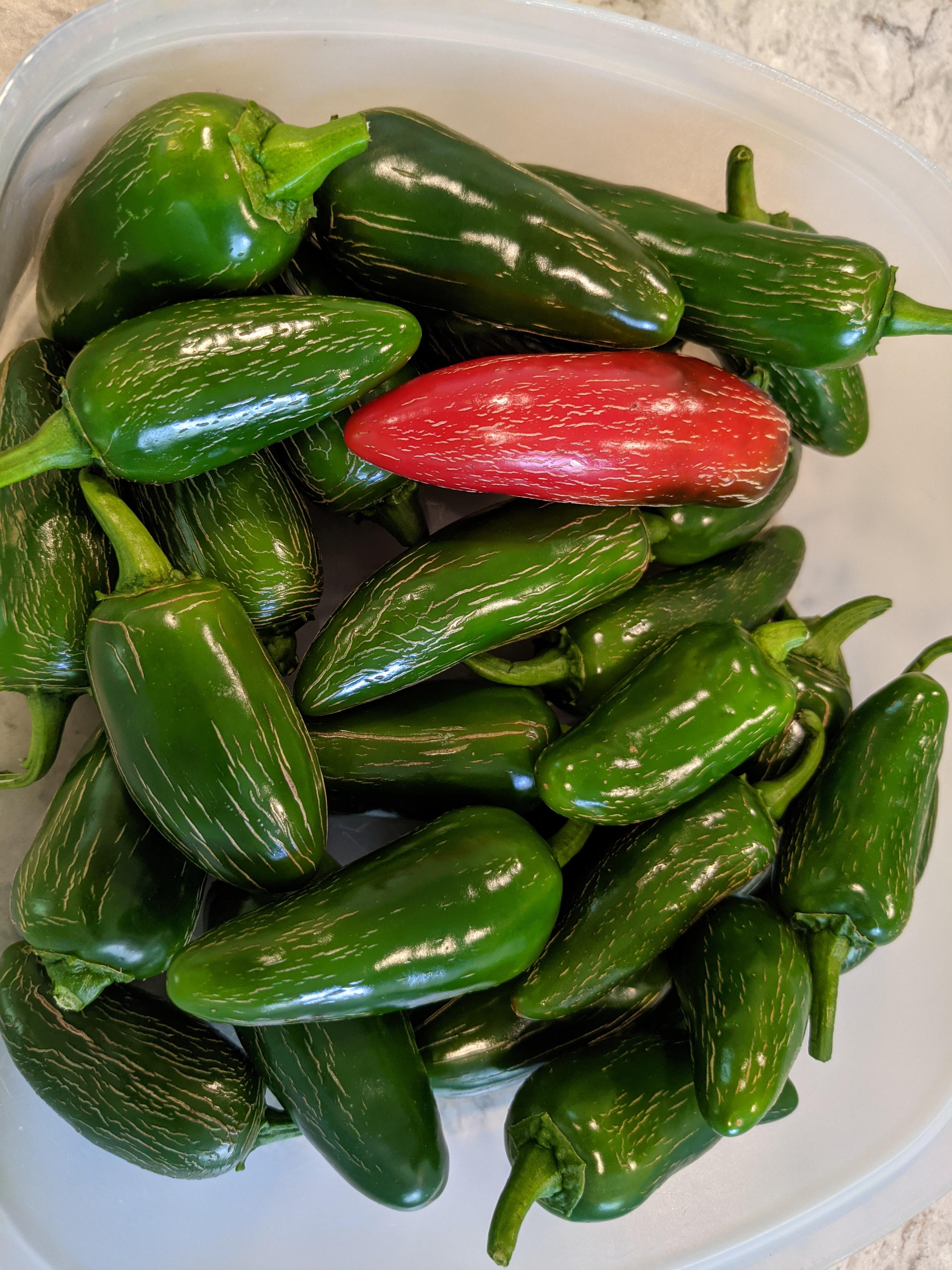 Jalapenos at their peak maturity. The lines indicate the peppers reached maturity and have the