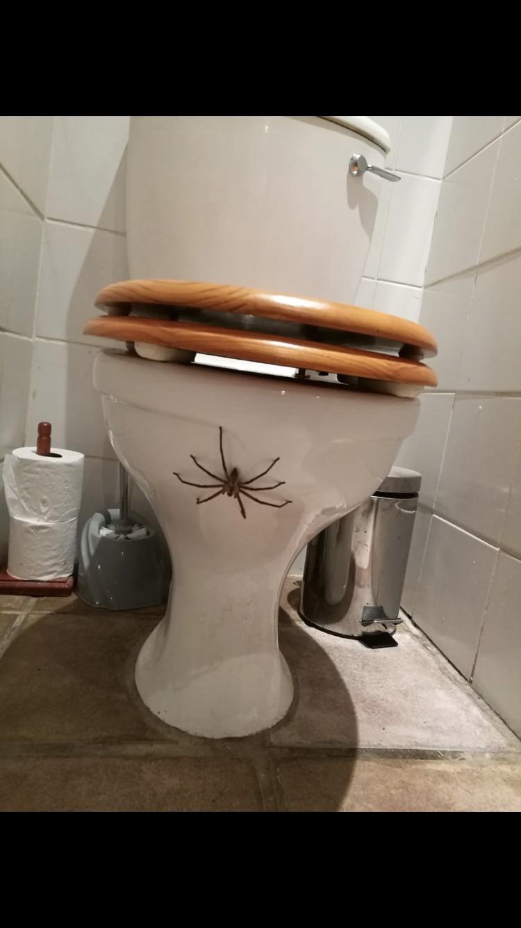 Spider toilet r/MakeMeSuffer
