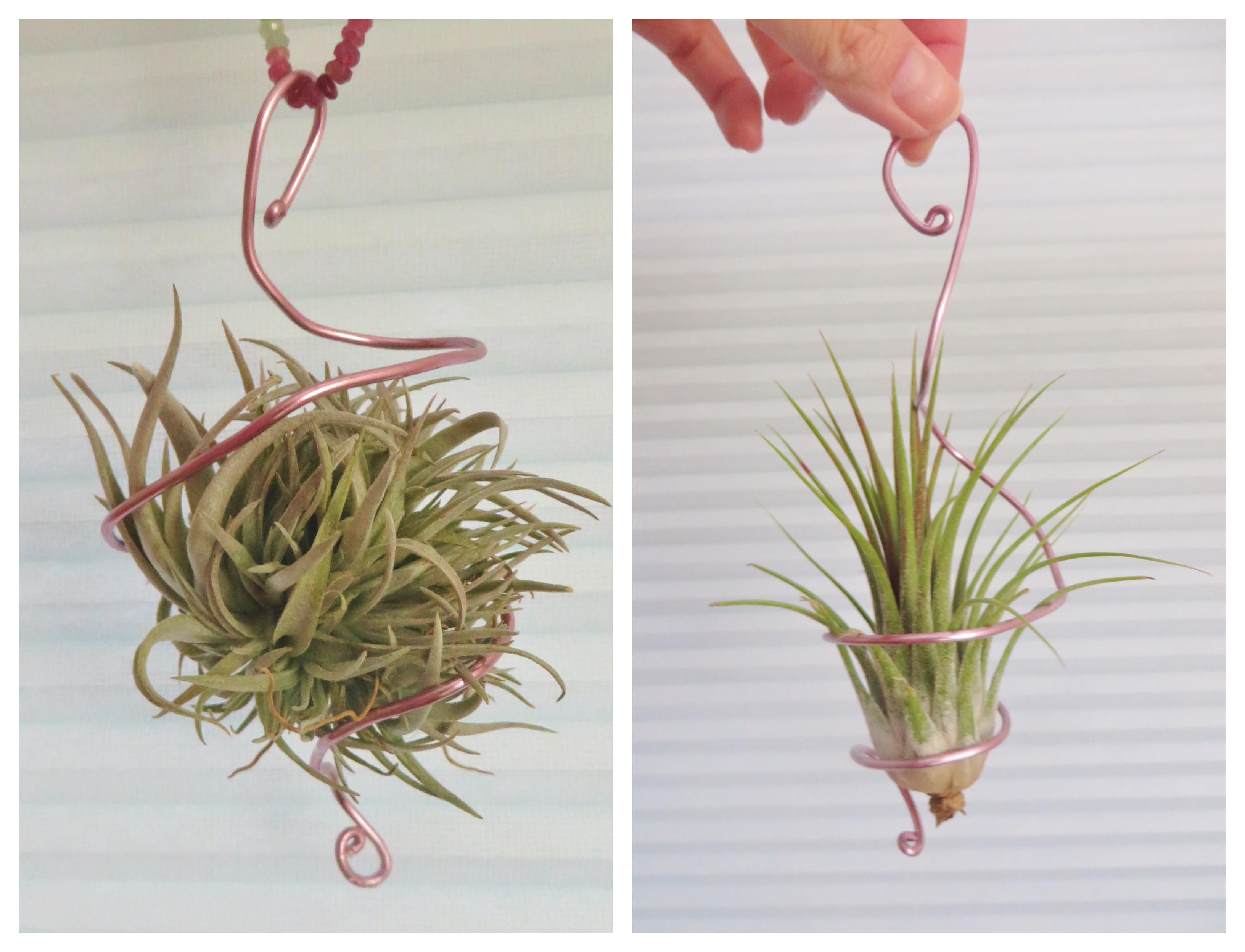 variations of tillandsia hangers; the one on the leftside can be hung