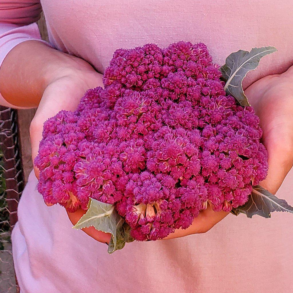 My first purple broccoli 🥦💜 r/gardening