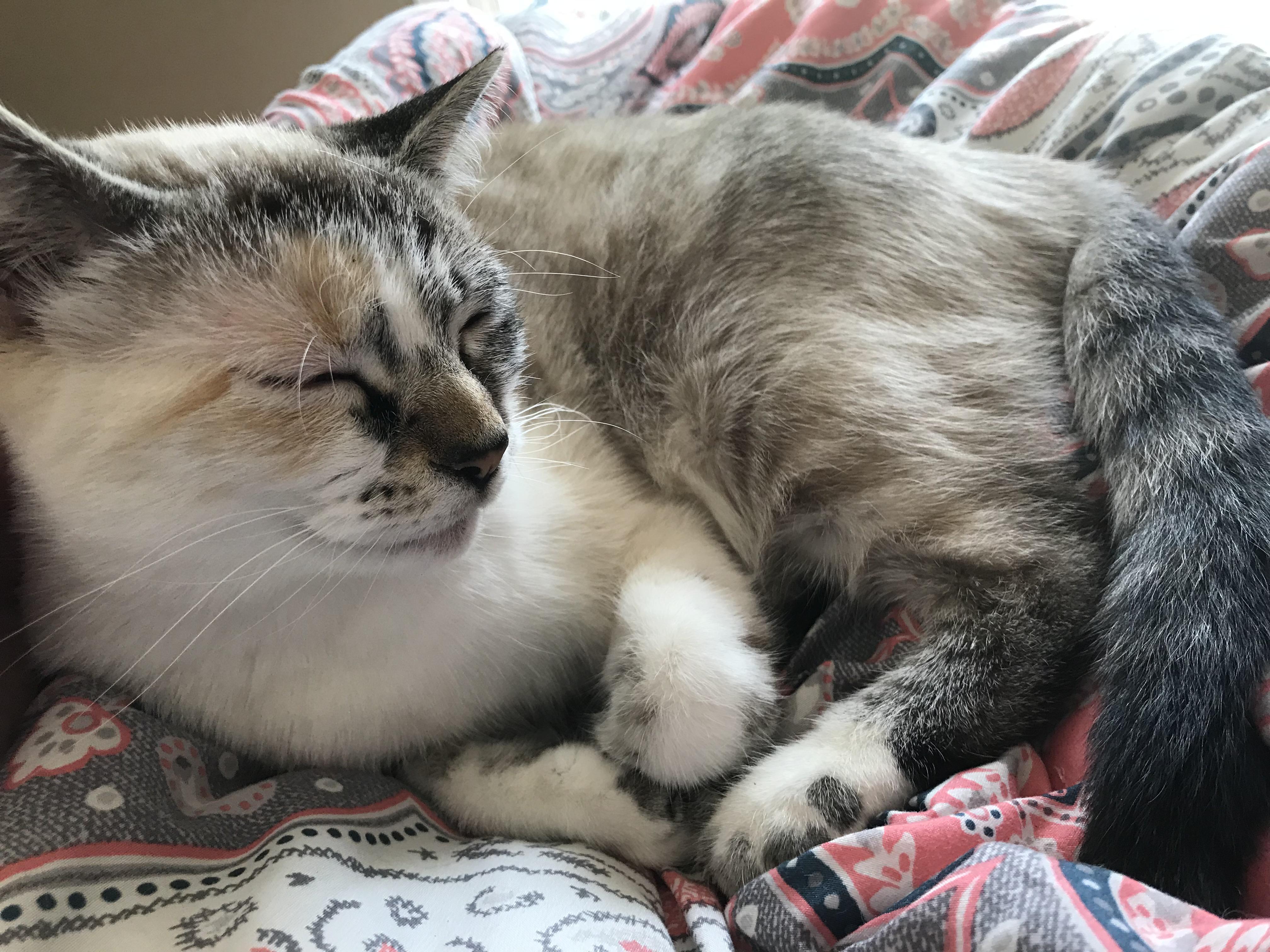 This comfortable cat r/Eyebleach